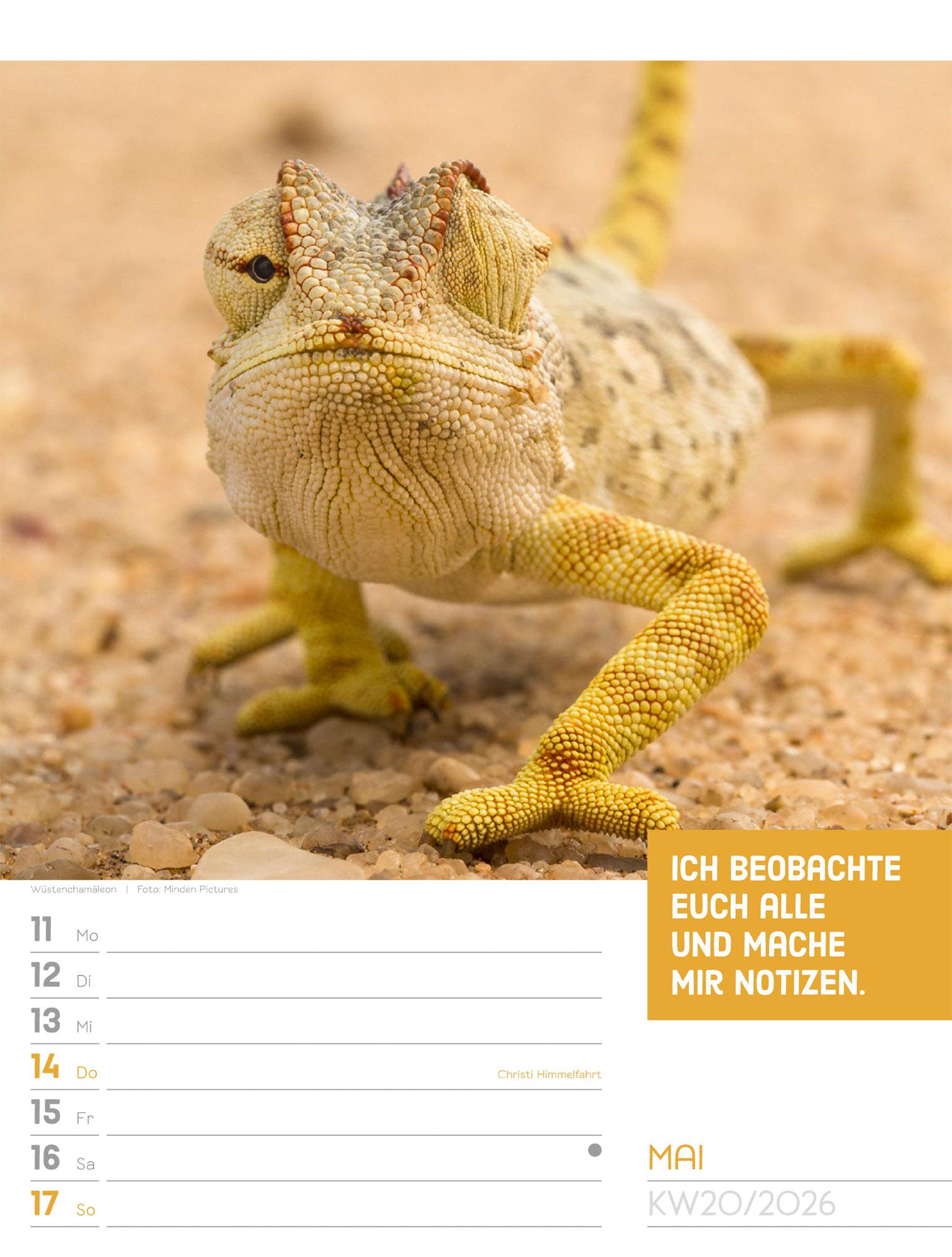 Beispielinhalt (Bild) Tierisch Sprüchekalender Wochenplaner 2026