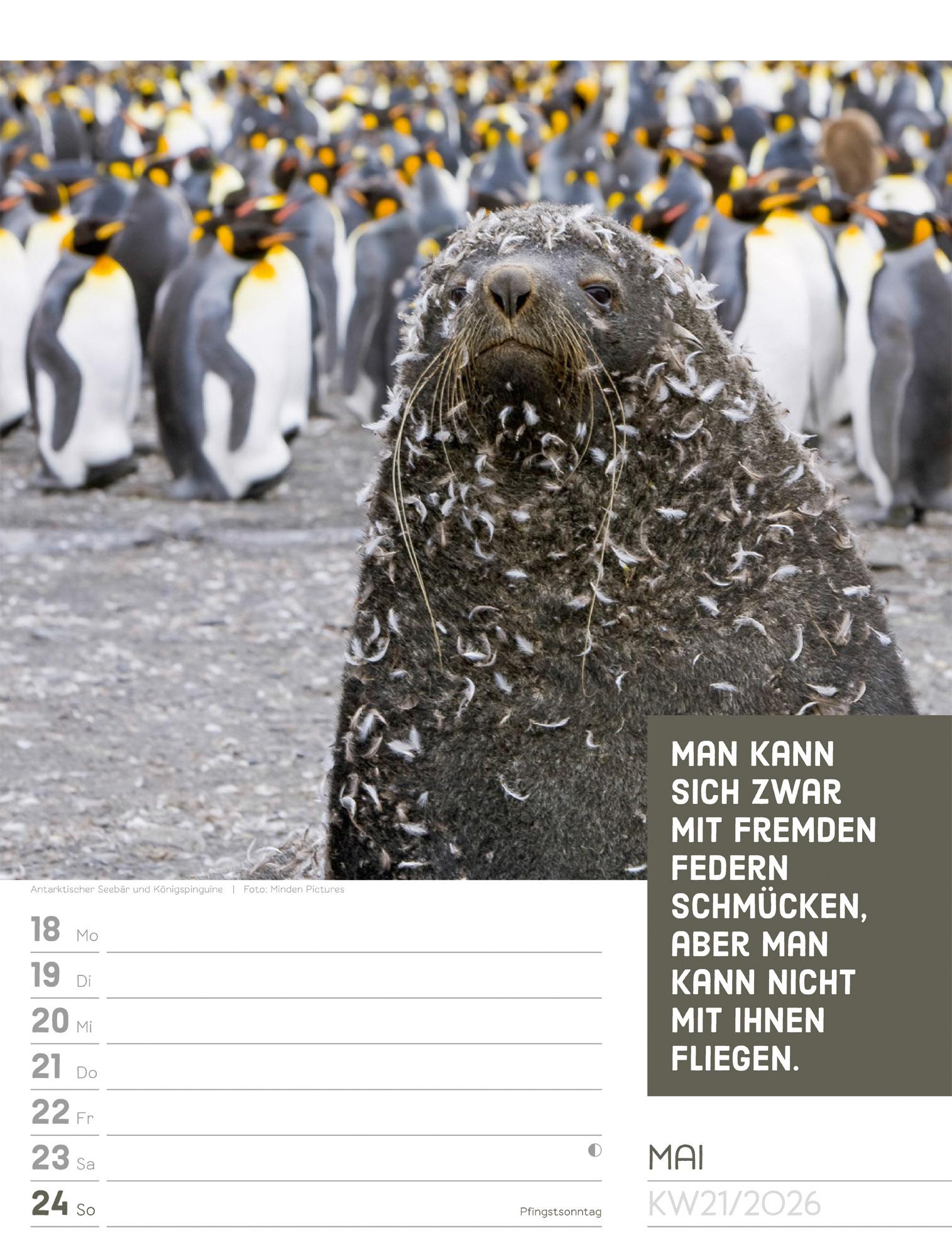 Beispielinhalt (Bild) Tierisch Sprüchekalender Wochenplaner 2026