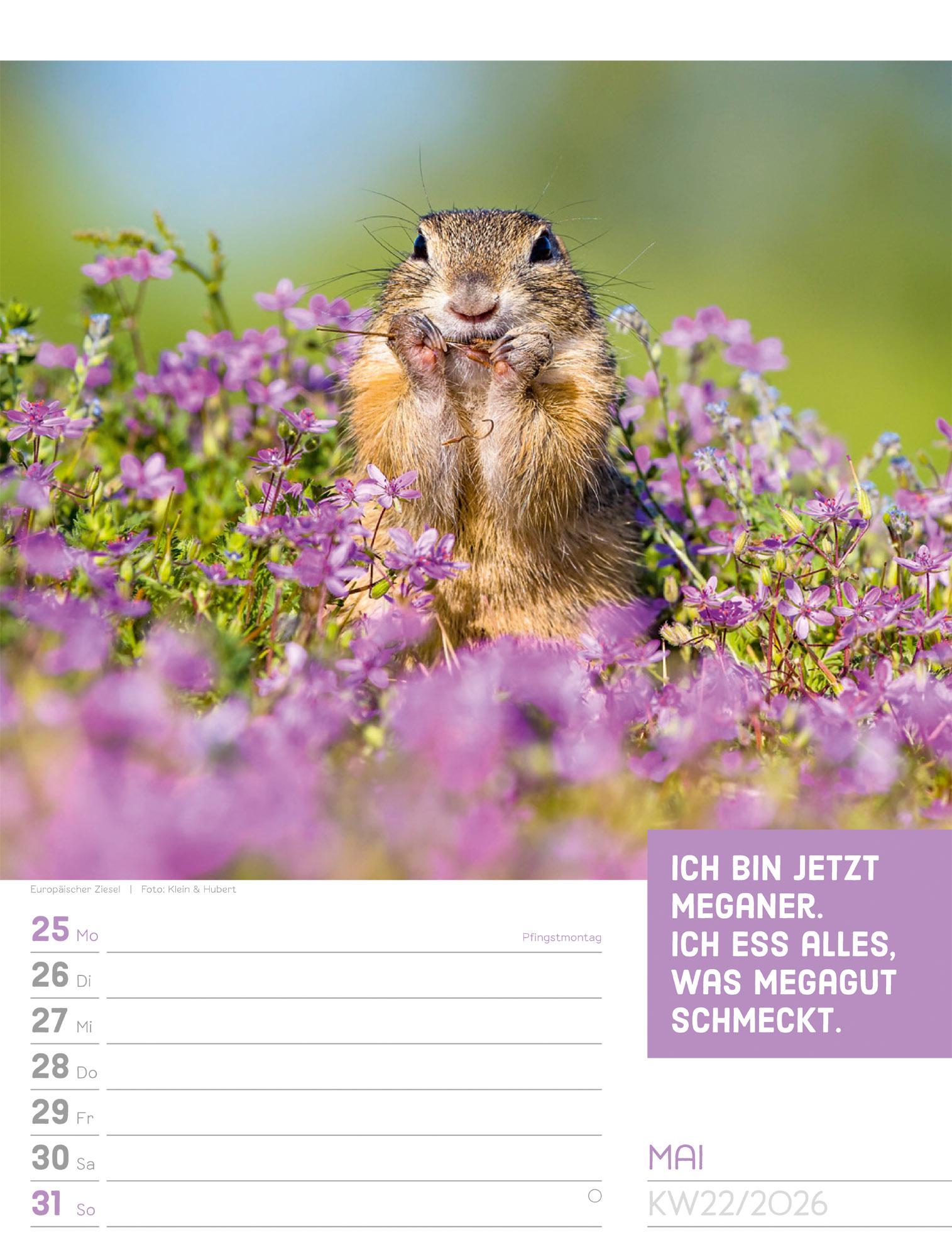 Beispielinhalt (Bild) Tierisch Sprüchekalender Wochenplaner 2026