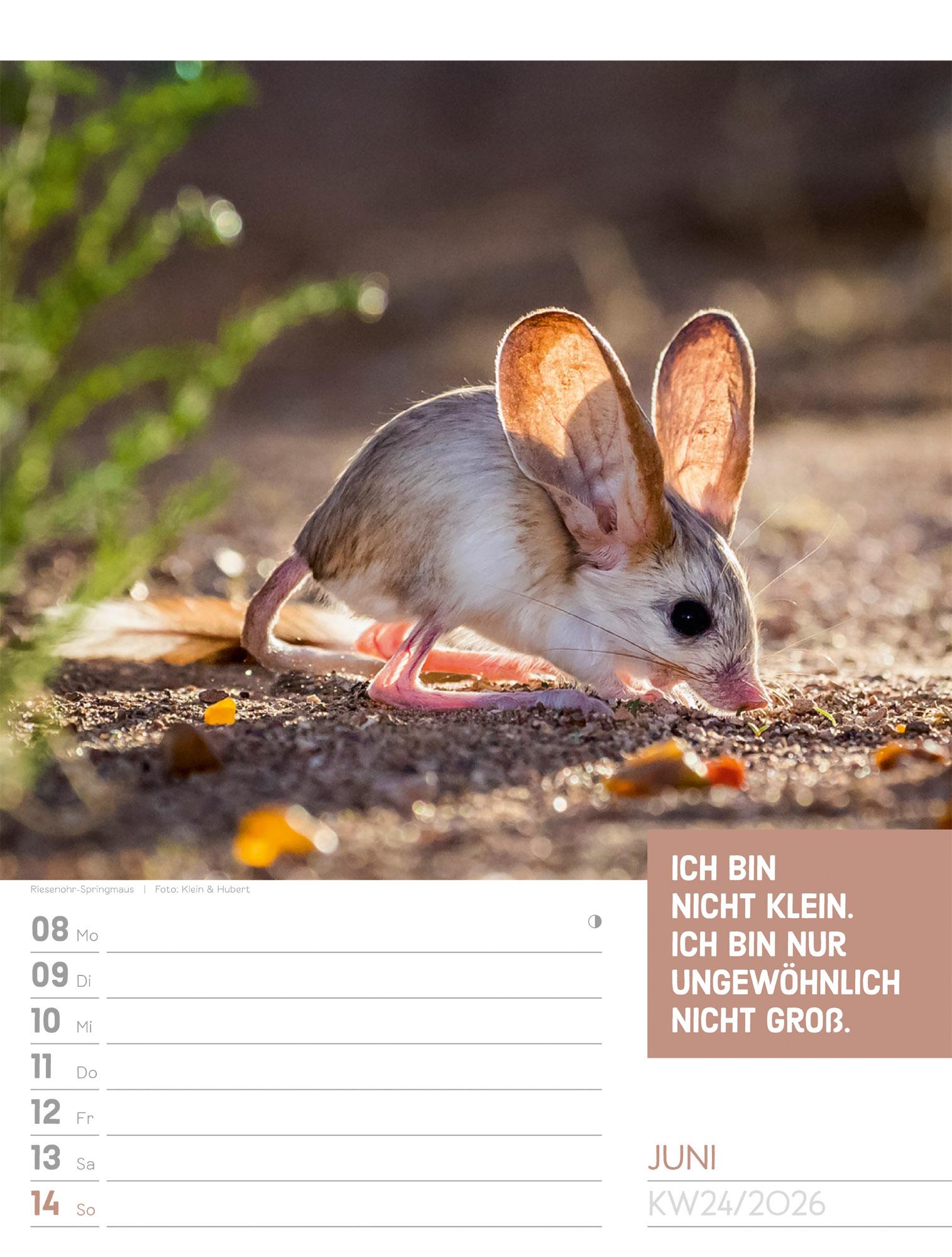 Beispielinhalt (Bild) Tierisch Sprüchekalender Wochenplaner 2026