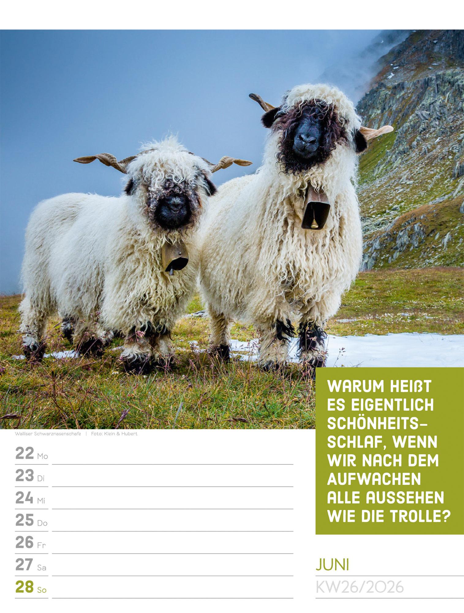 Beispielinhalt (Bild) Tierisch Sprüchekalender Wochenplaner 2026