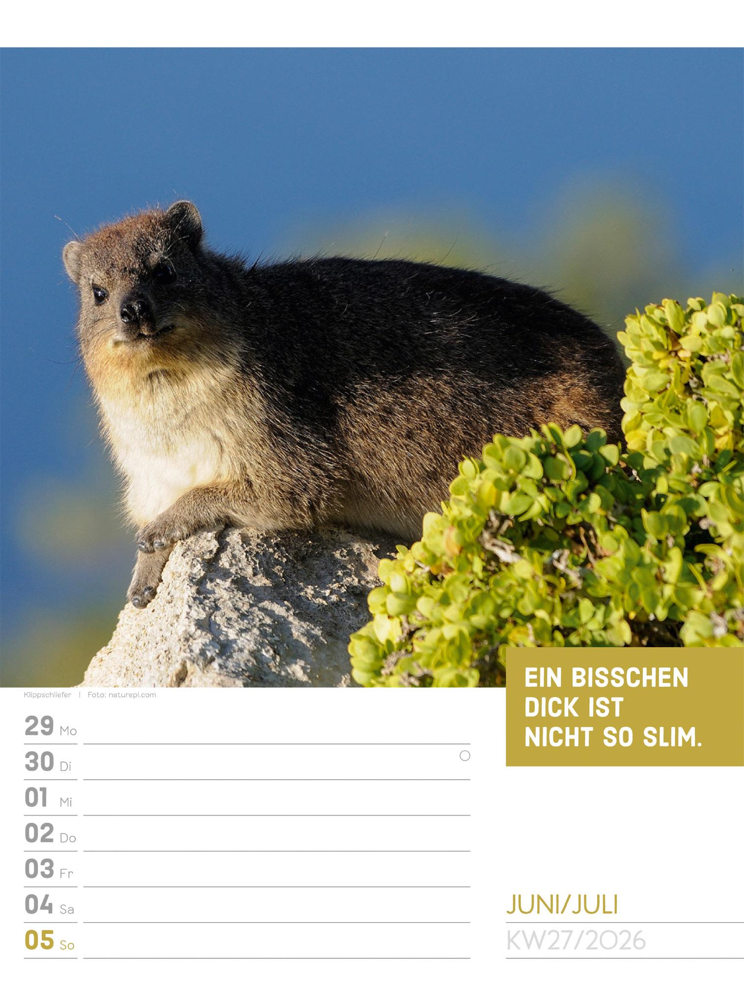 Beispielinhalt (Bild) Tierisch Sprüchekalender Wochenplaner 2026