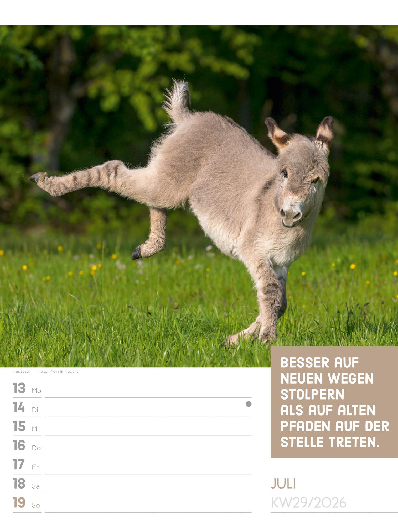 Beispielinhalt (Bild) Tierisch Sprüchekalender Wochenplaner 2026