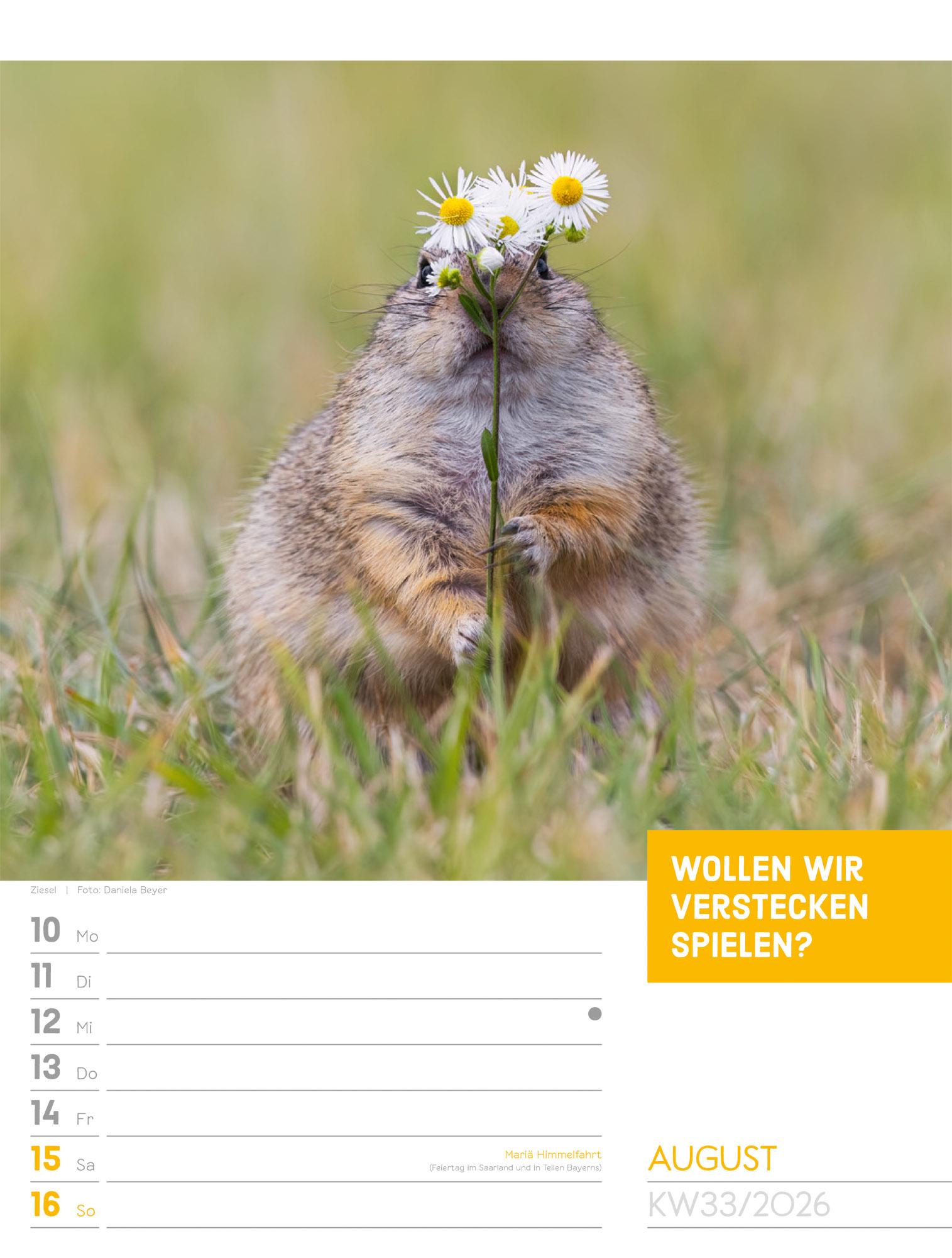 Beispielinhalt (Bild) Tierisch Sprüchekalender Wochenplaner 2026