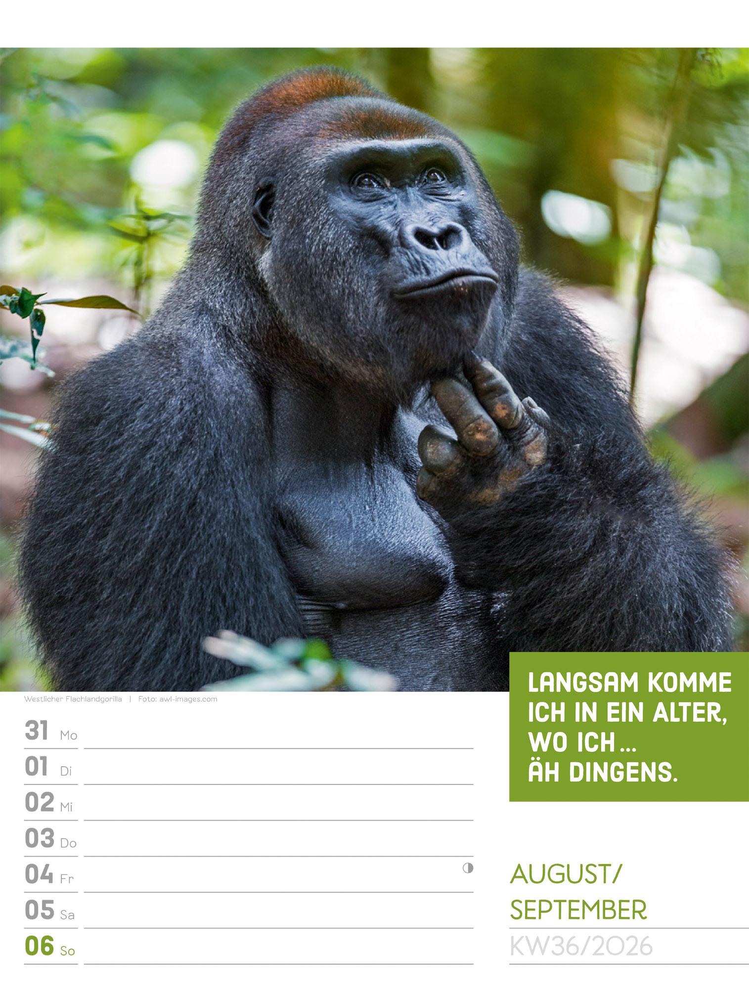 Beispielinhalt (Bild) Tierisch Sprüchekalender Wochenplaner 2026