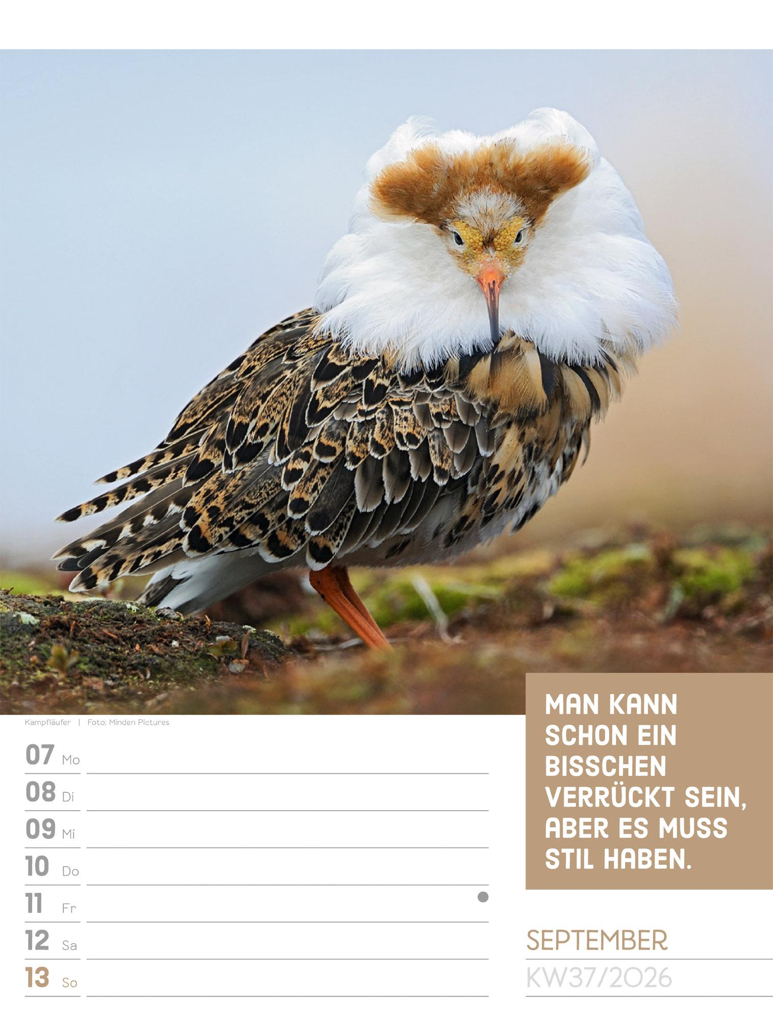 Beispielinhalt (Bild) Tierisch Sprüchekalender Wochenplaner 2026