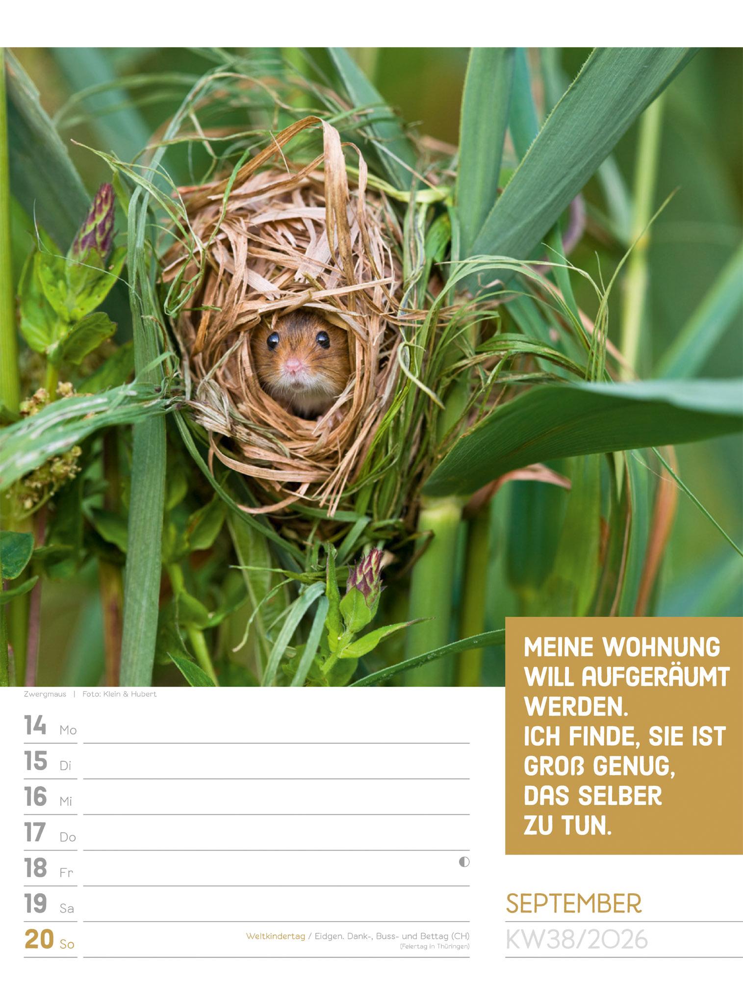 Beispielinhalt (Bild) Tierisch Sprüchekalender Wochenplaner 2026