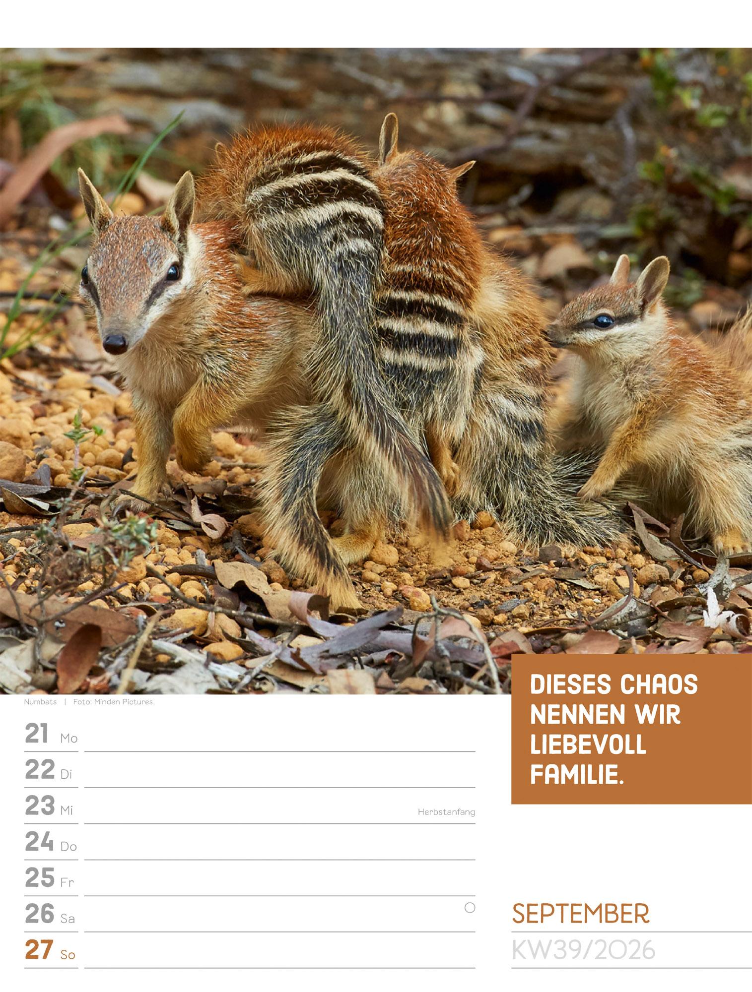 Beispielinhalt (Bild) Tierisch Sprüchekalender Wochenplaner 2026