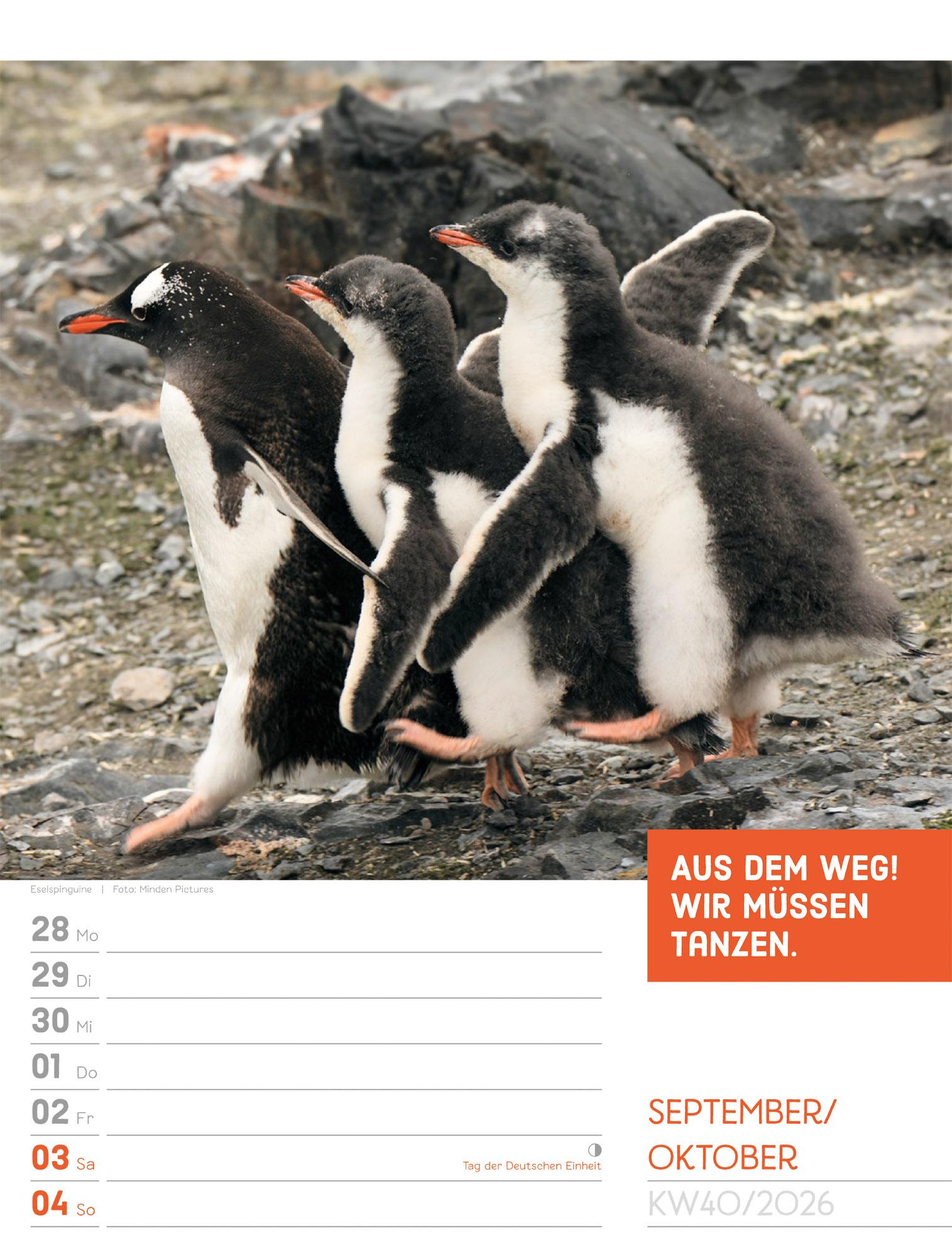 Beispielinhalt (Bild) Tierisch Sprüchekalender Wochenplaner 2026