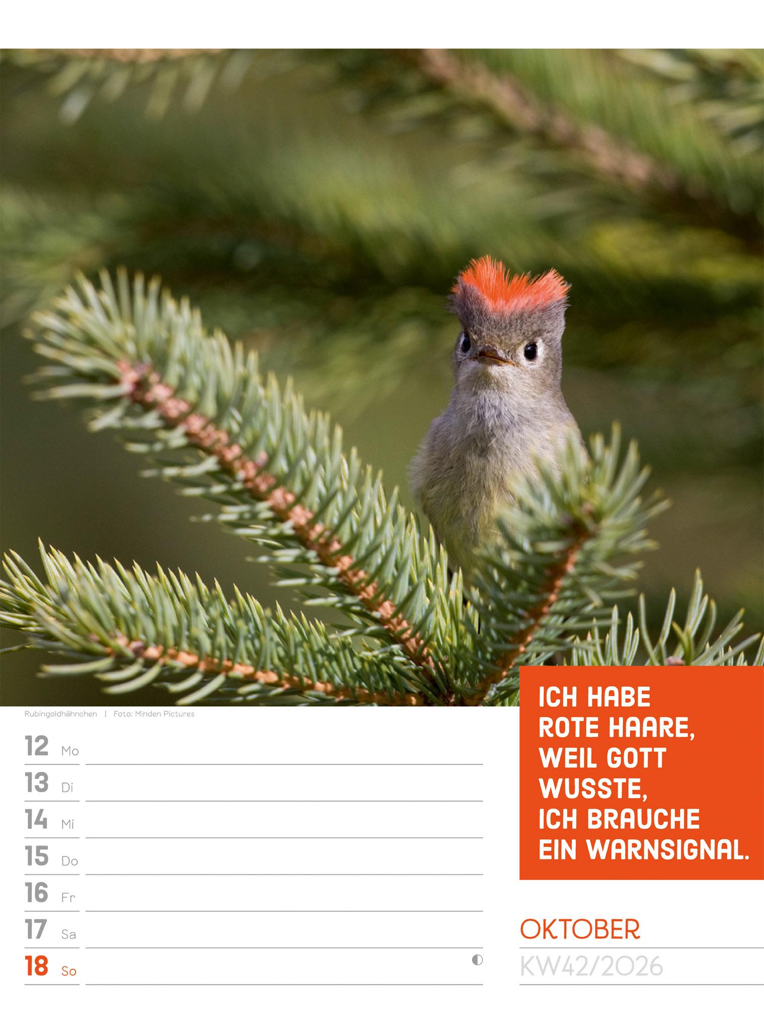 Beispielinhalt (Bild) Tierisch Sprüchekalender Wochenplaner 2026