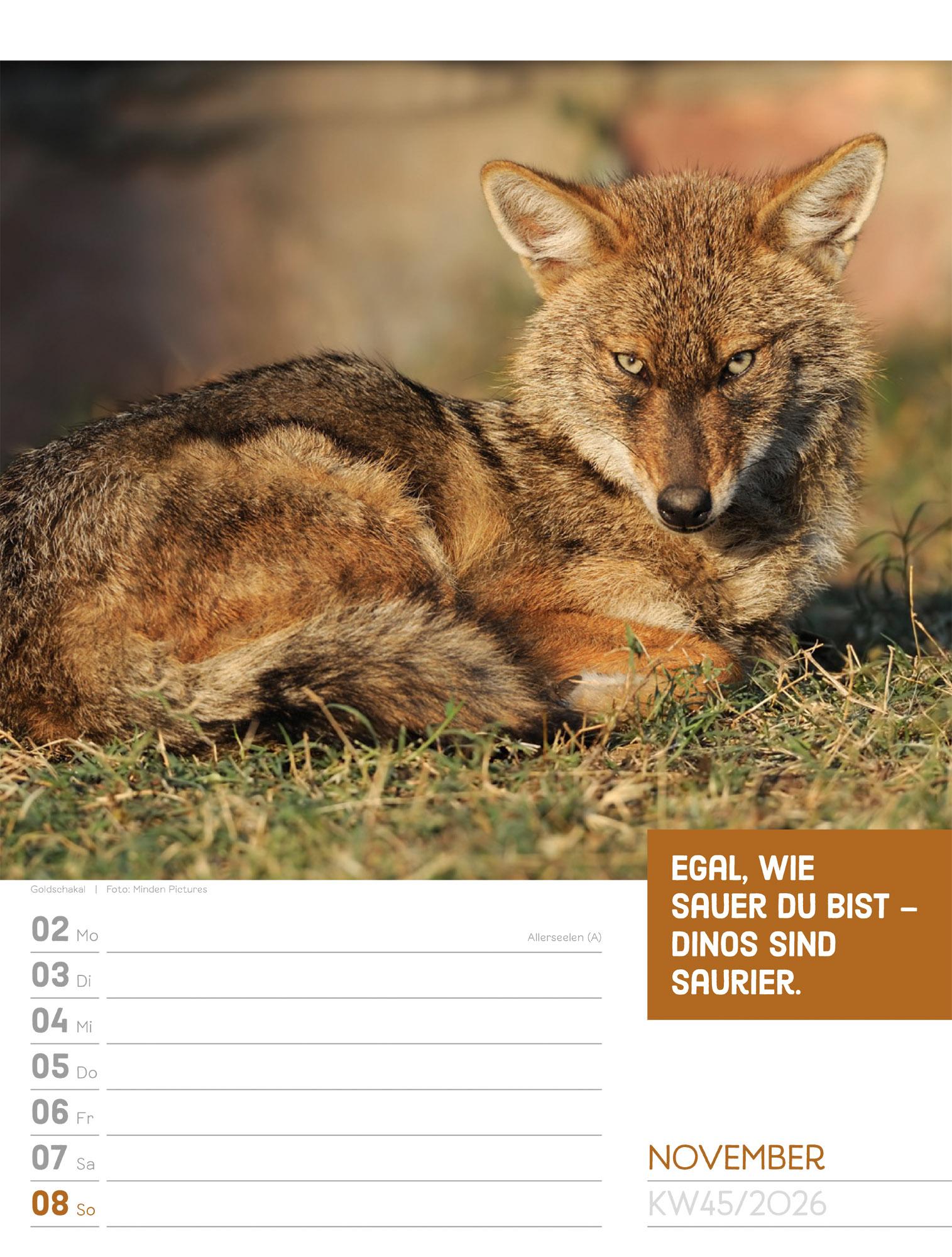 Beispielinhalt (Bild) Tierisch Sprüchekalender Wochenplaner 2026