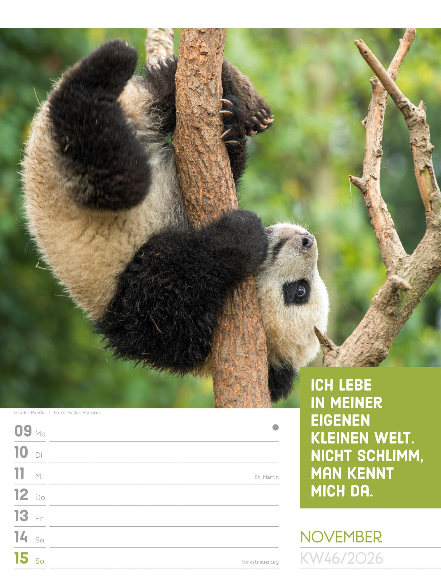 Beispielinhalt (Bild) Tierisch Sprüchekalender Wochenplaner 2026