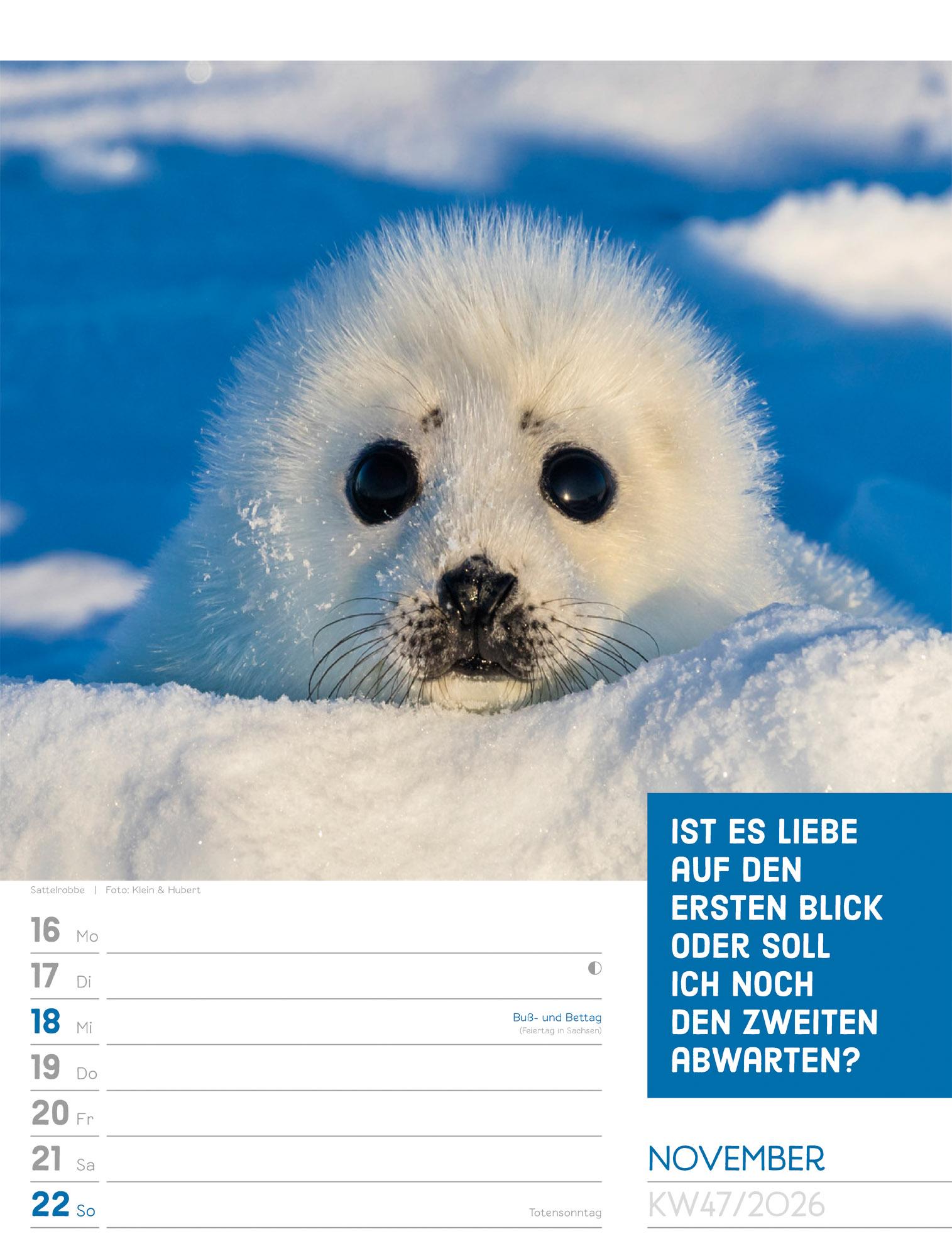 Beispielinhalt (Bild) Tierisch Sprüchekalender Wochenplaner 2026