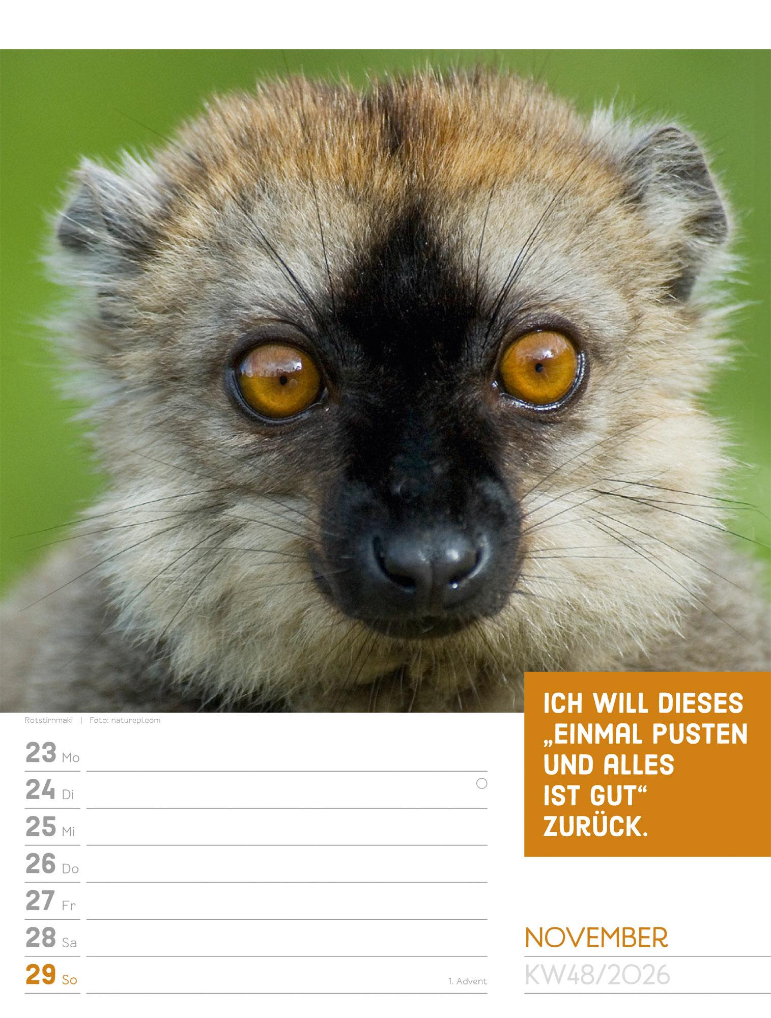 Beispielinhalt (Bild) Tierisch Sprüchekalender Wochenplaner 2026