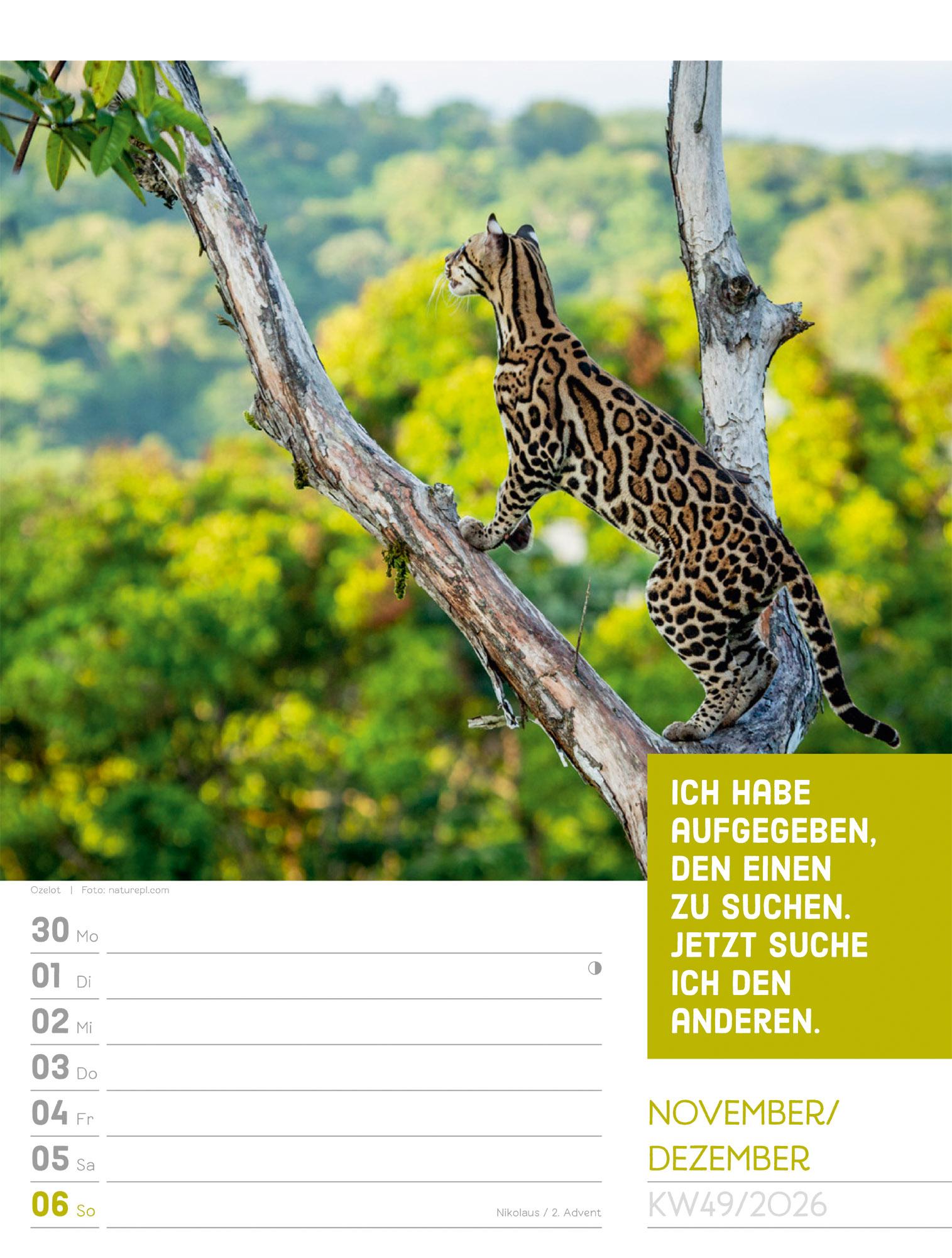 Beispielinhalt (Bild) Tierisch Sprüchekalender Wochenplaner 2026
