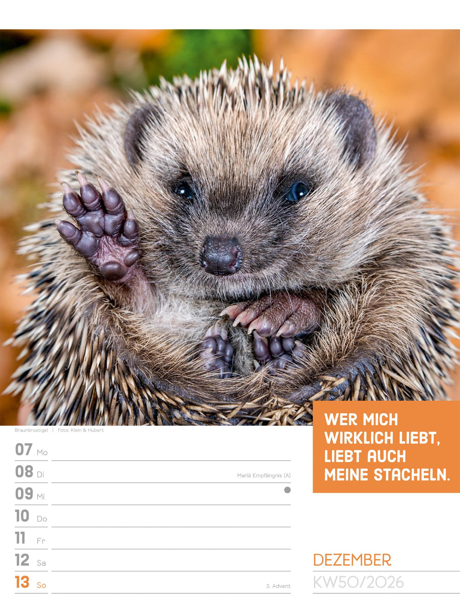 Beispielinhalt (Bild) Tierisch Sprüchekalender Wochenplaner 2026