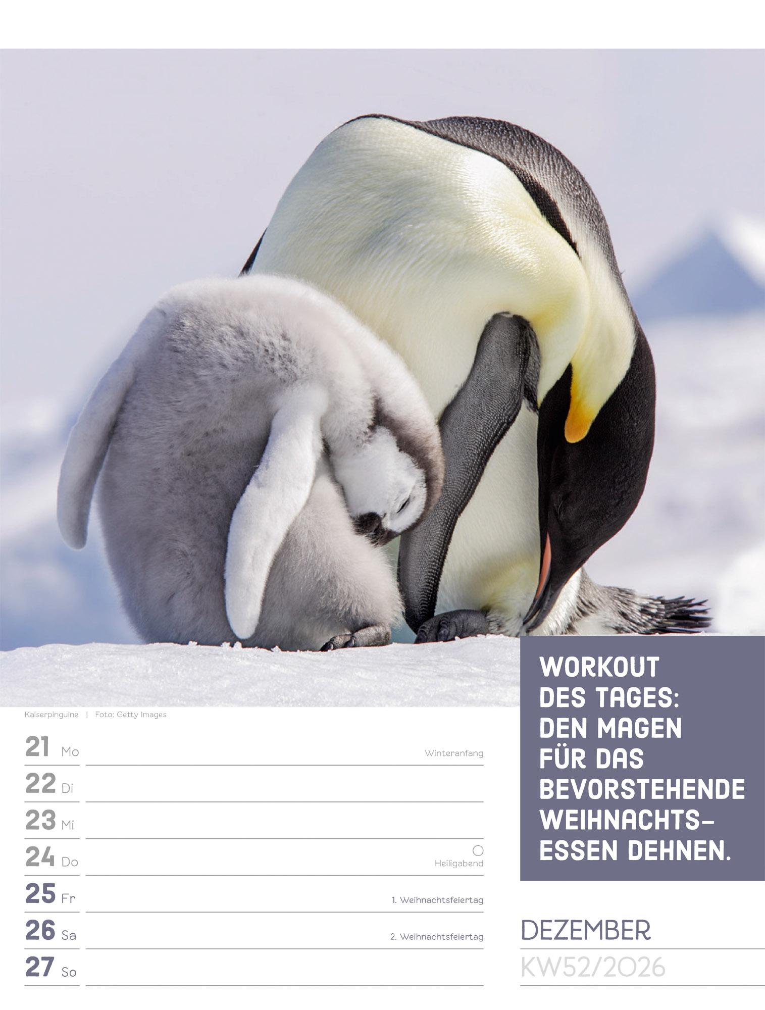 Beispielinhalt (Bild) Tierisch Sprüchekalender Wochenplaner 2026