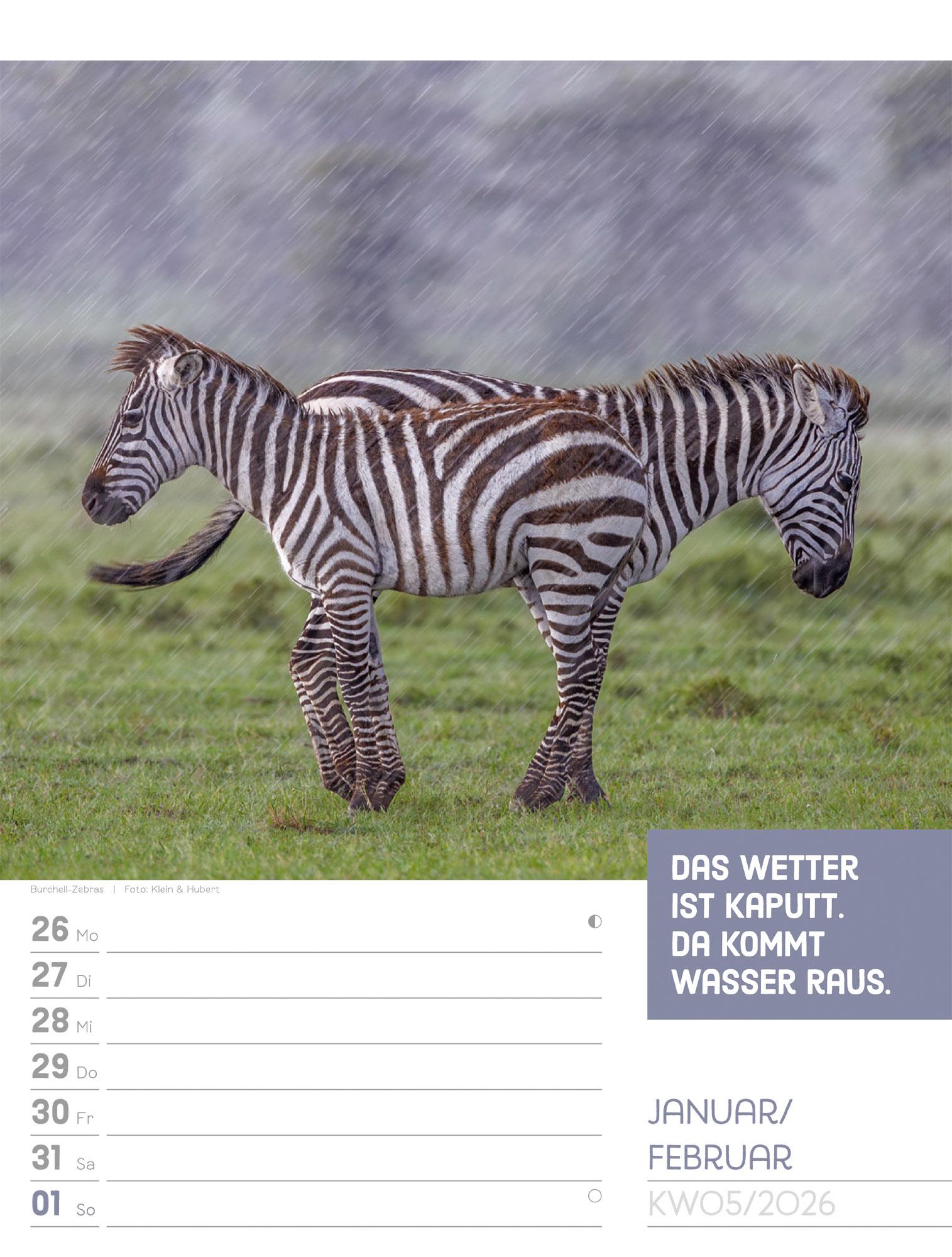 Beispielinhalt (Bild) Tierisch Sprüchekalender Wochenplaner 2026