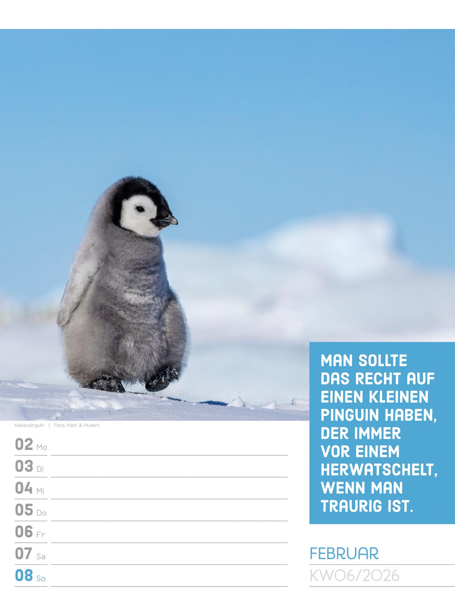 Beispielinhalt (Bild) Tierisch Sprüchekalender Wochenplaner 2026