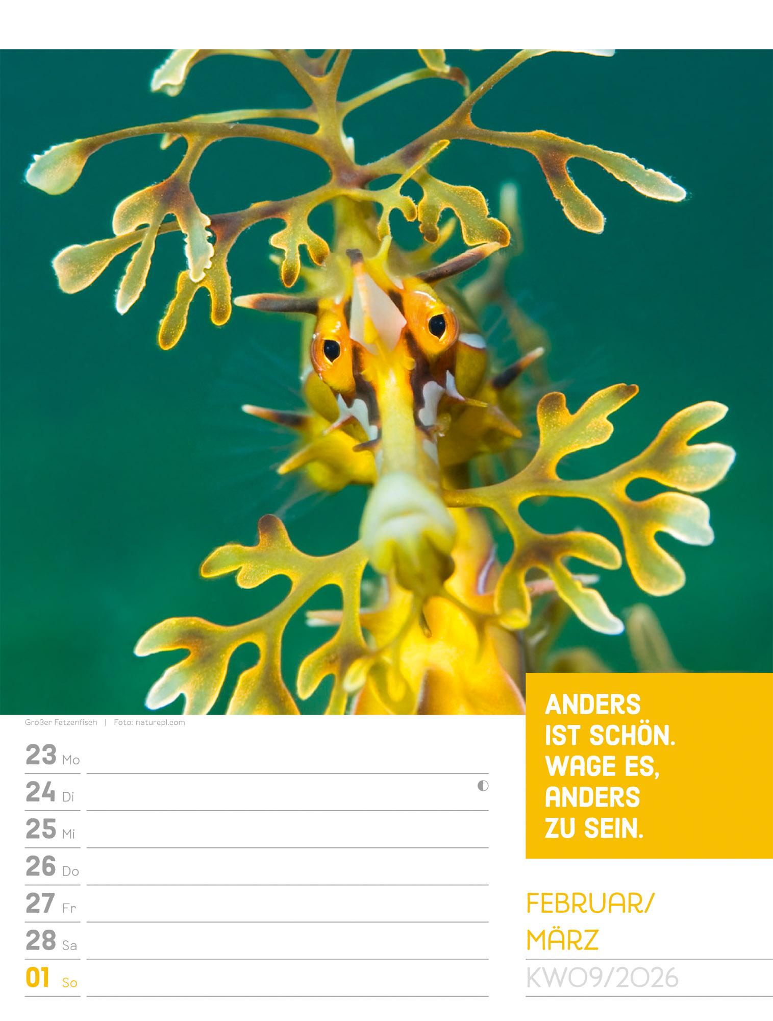 Beispielinhalt (Bild) Tierisch Sprüchekalender Wochenplaner 2026