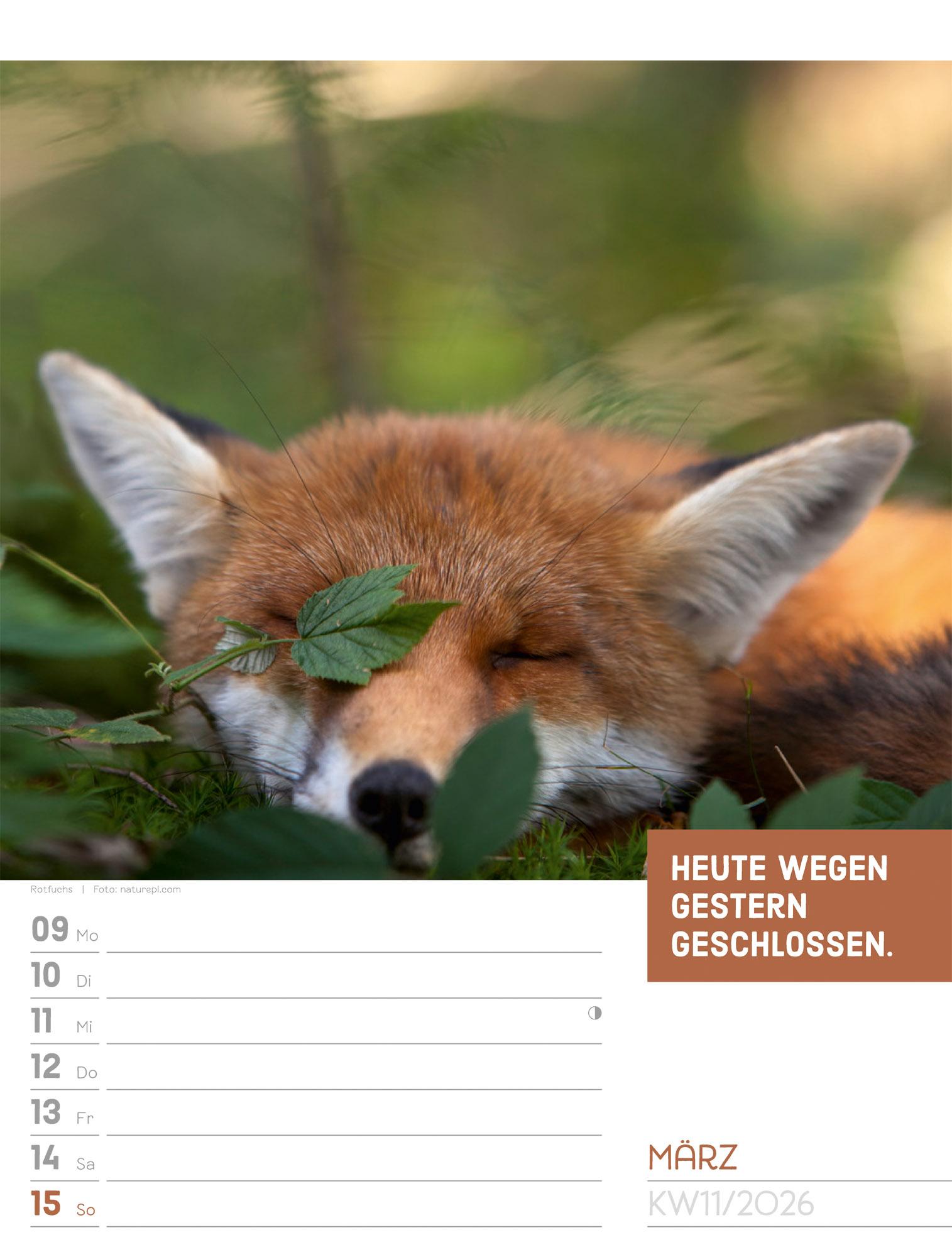 Beispielinhalt (Bild) Tierisch Sprüchekalender Wochenplaner 2026