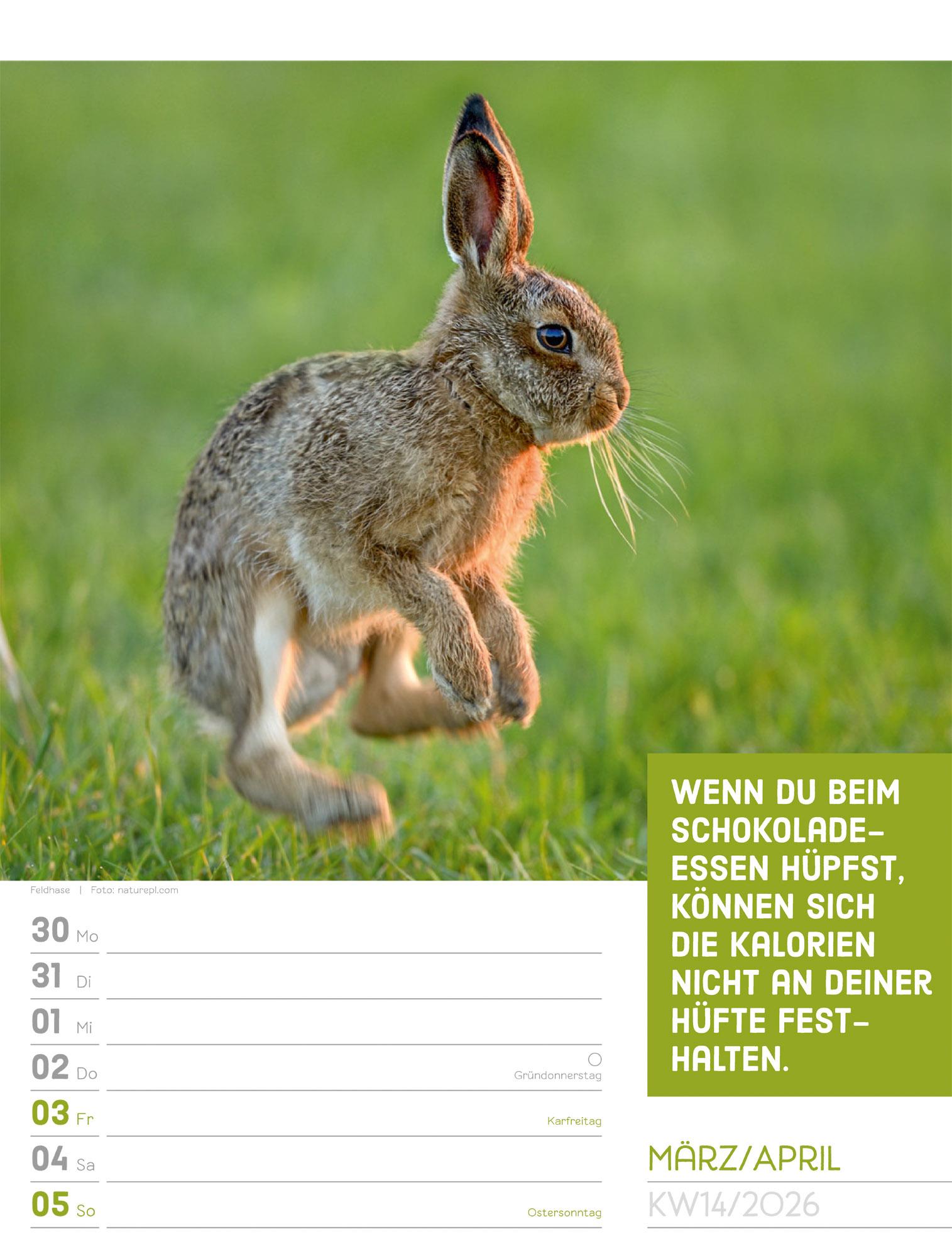 Beispielinhalt (Bild) Tierisch Sprüchekalender Wochenplaner 2026