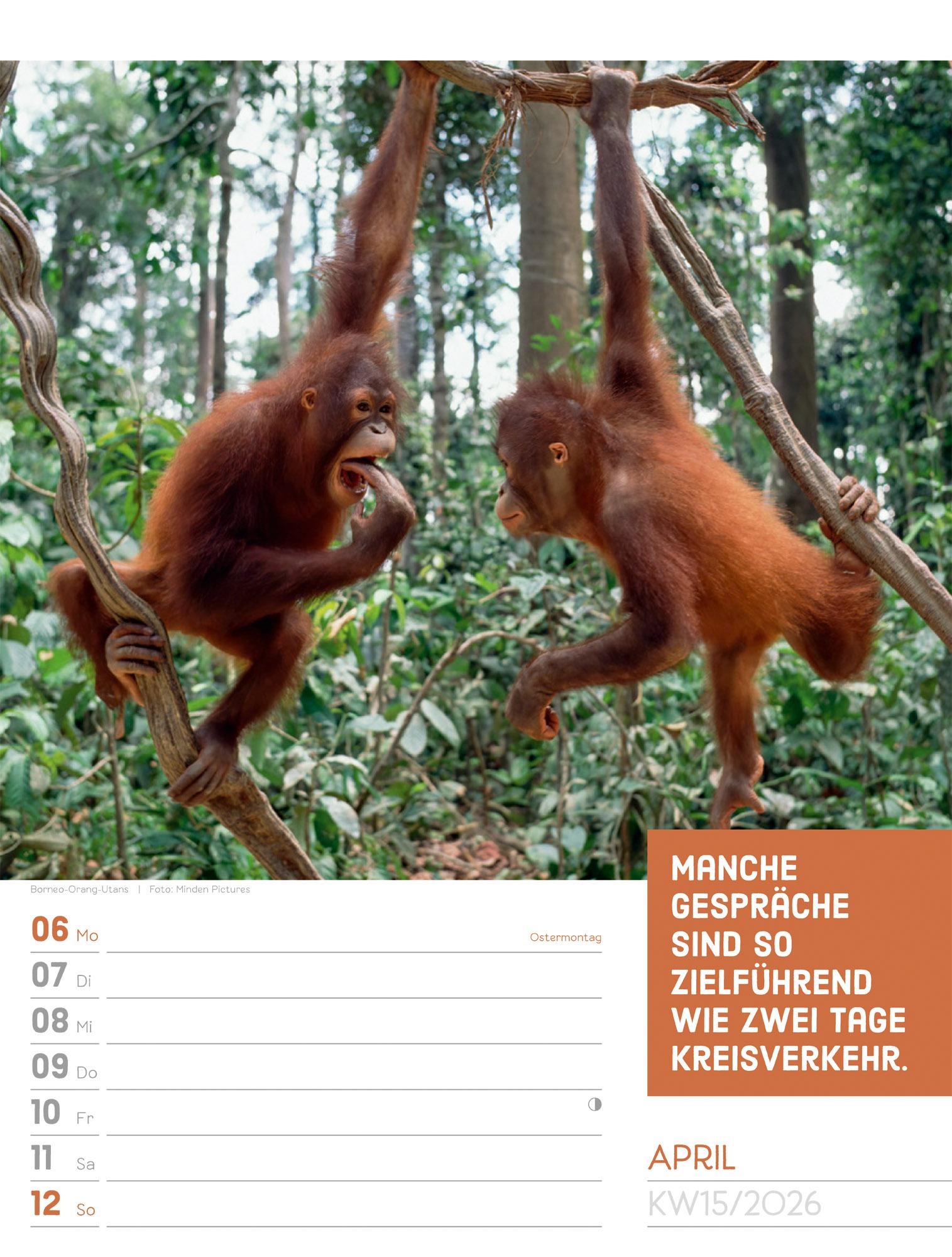 Beispielinhalt (Bild) Tierisch Sprüchekalender Wochenplaner 2026