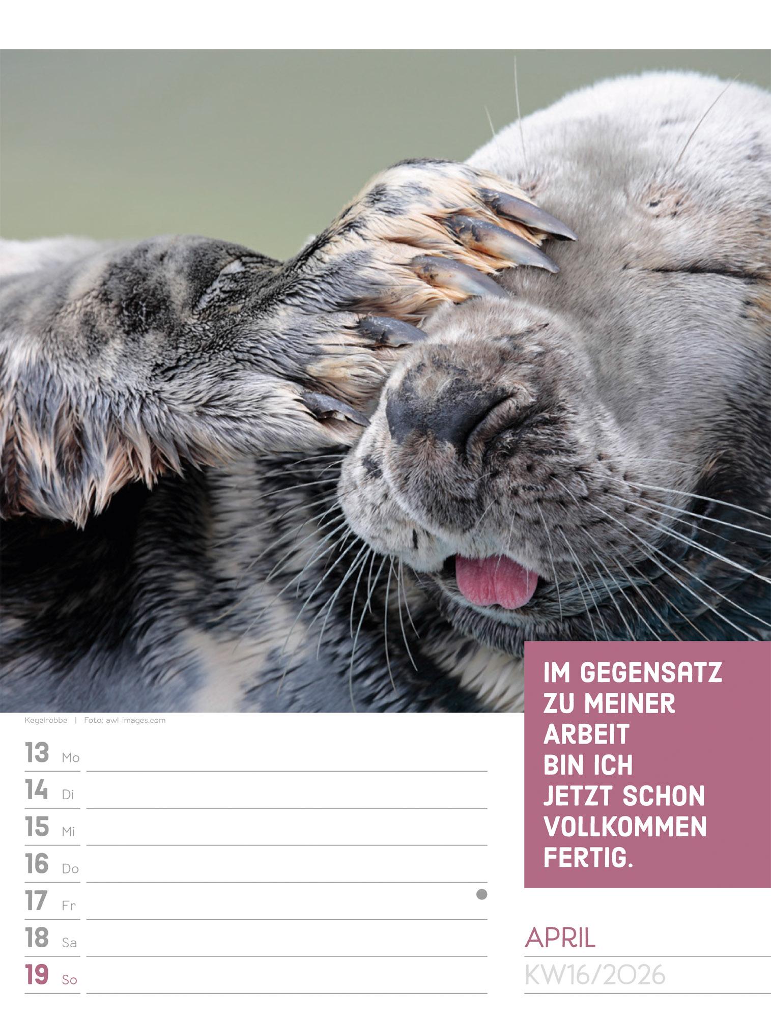 Beispielinhalt (Bild) Tierisch Sprüchekalender Wochenplaner 2026