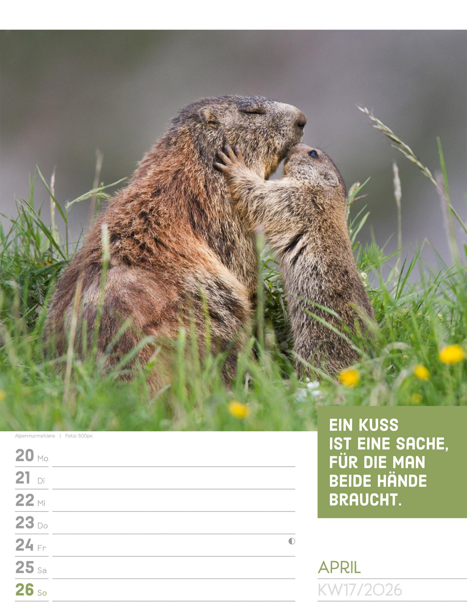 Beispielinhalt (Bild) Tierisch Sprüchekalender Wochenplaner 2026