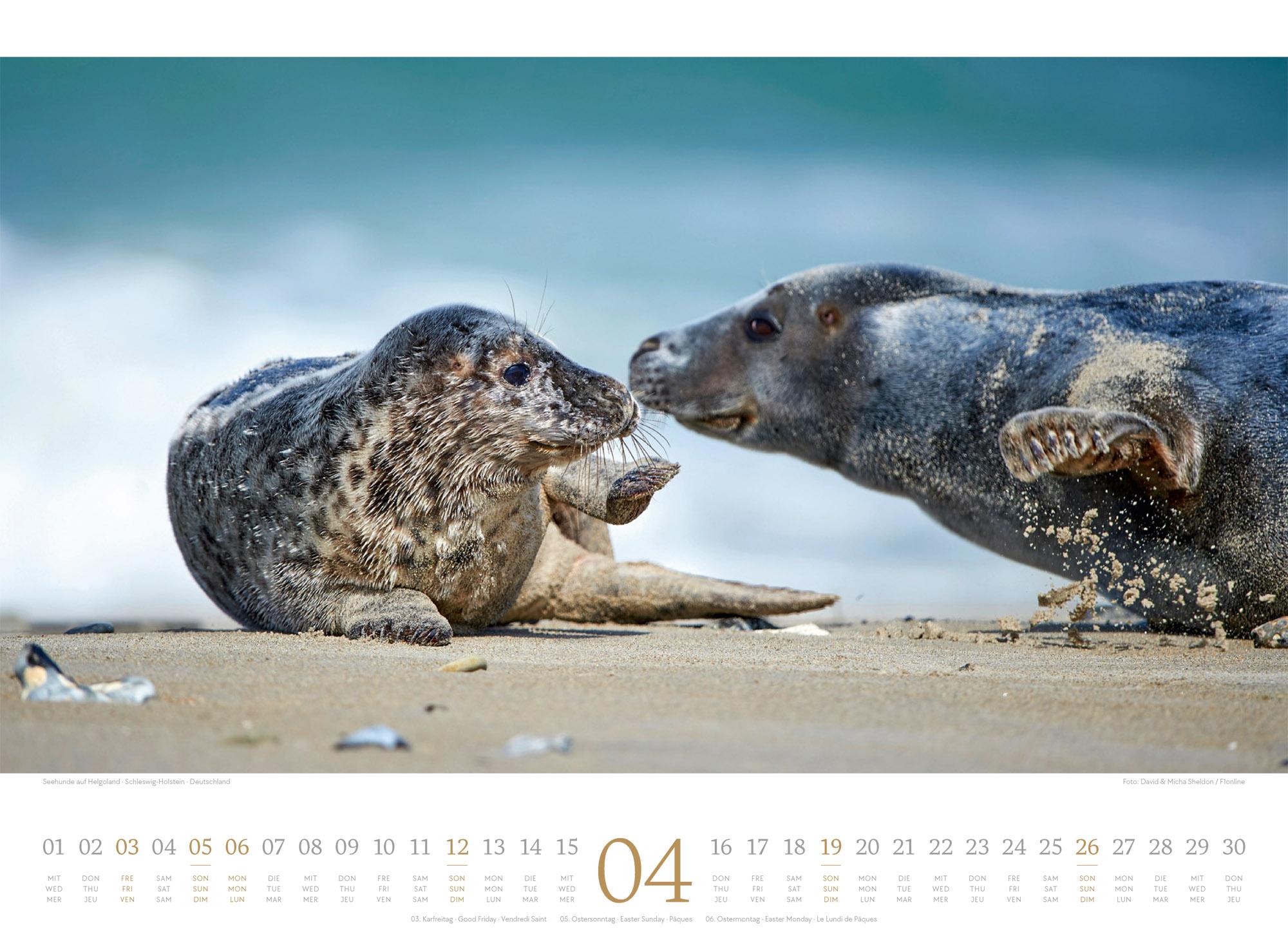 Beispielinhalt (Bild) Tage am Meer Kalender 2026