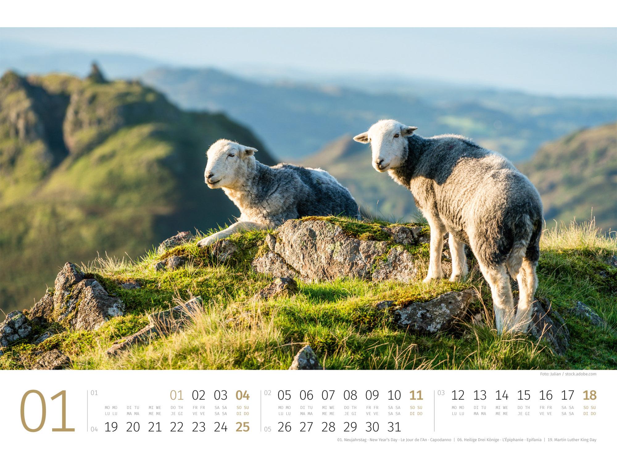 Beispielinhalt (Bild) Schafe Kalender 2026