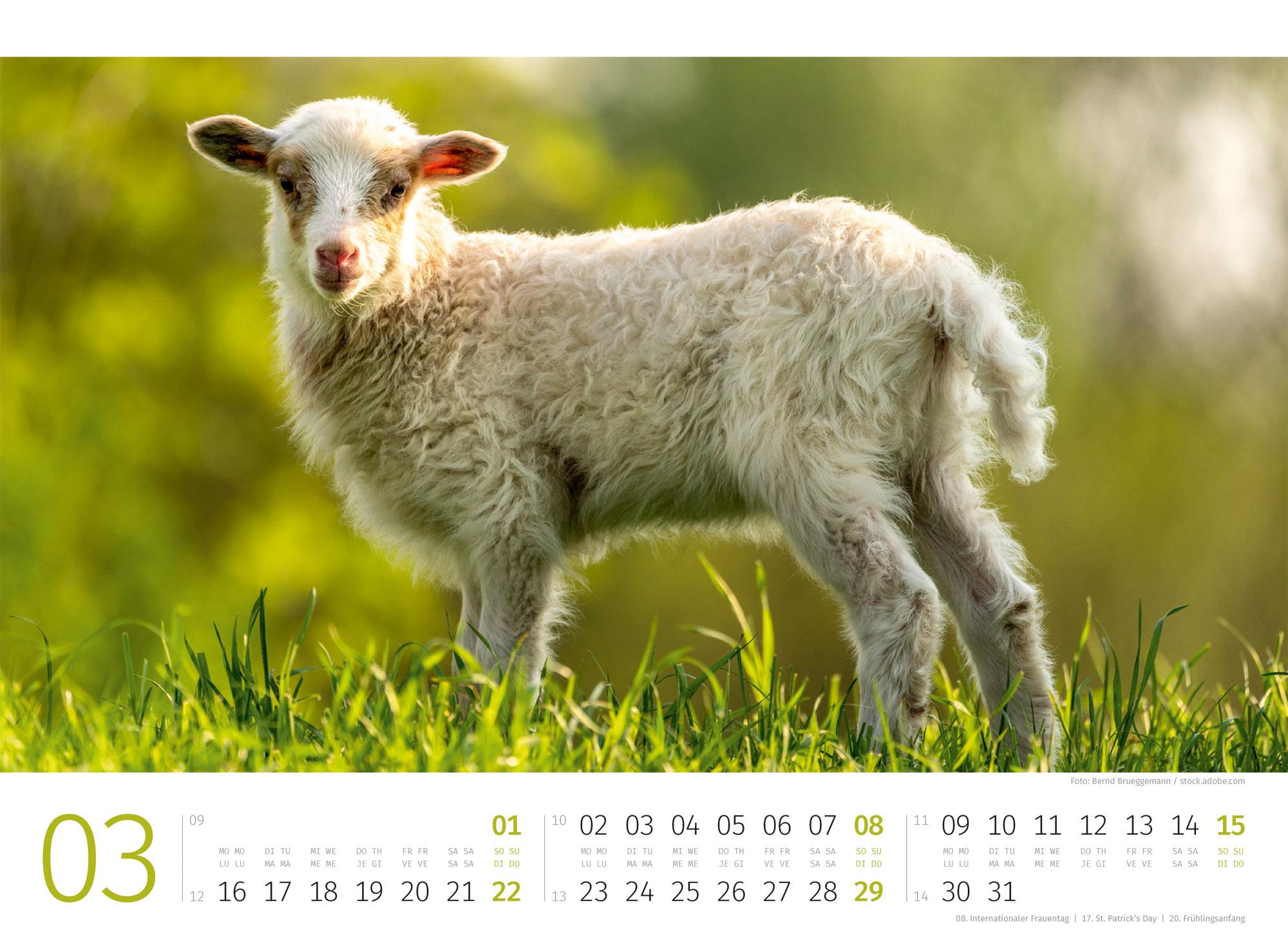 Beispielinhalt (Bild) Schafe Kalender 2026