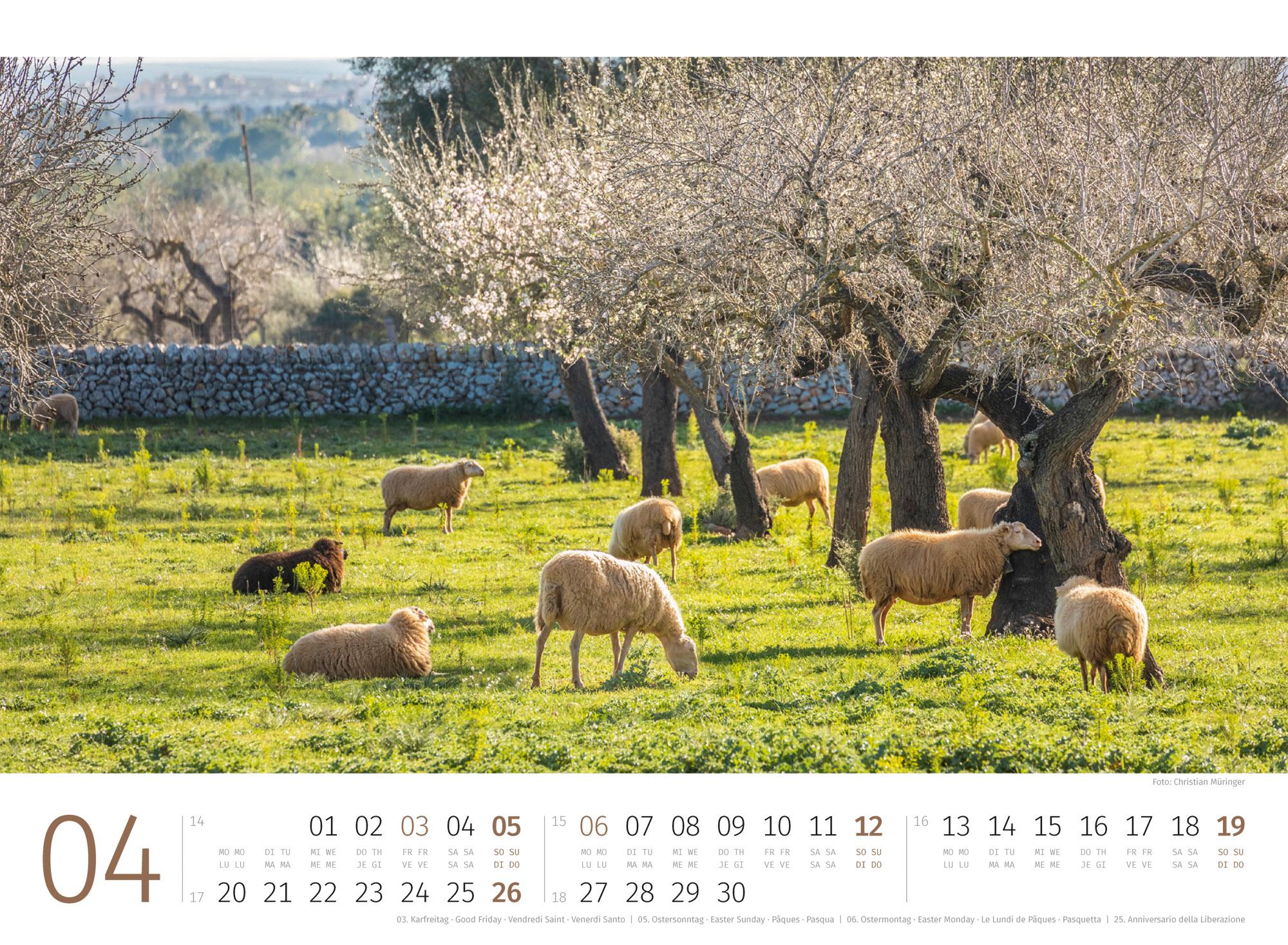 Beispielinhalt (Bild) Schafe Kalender 2026