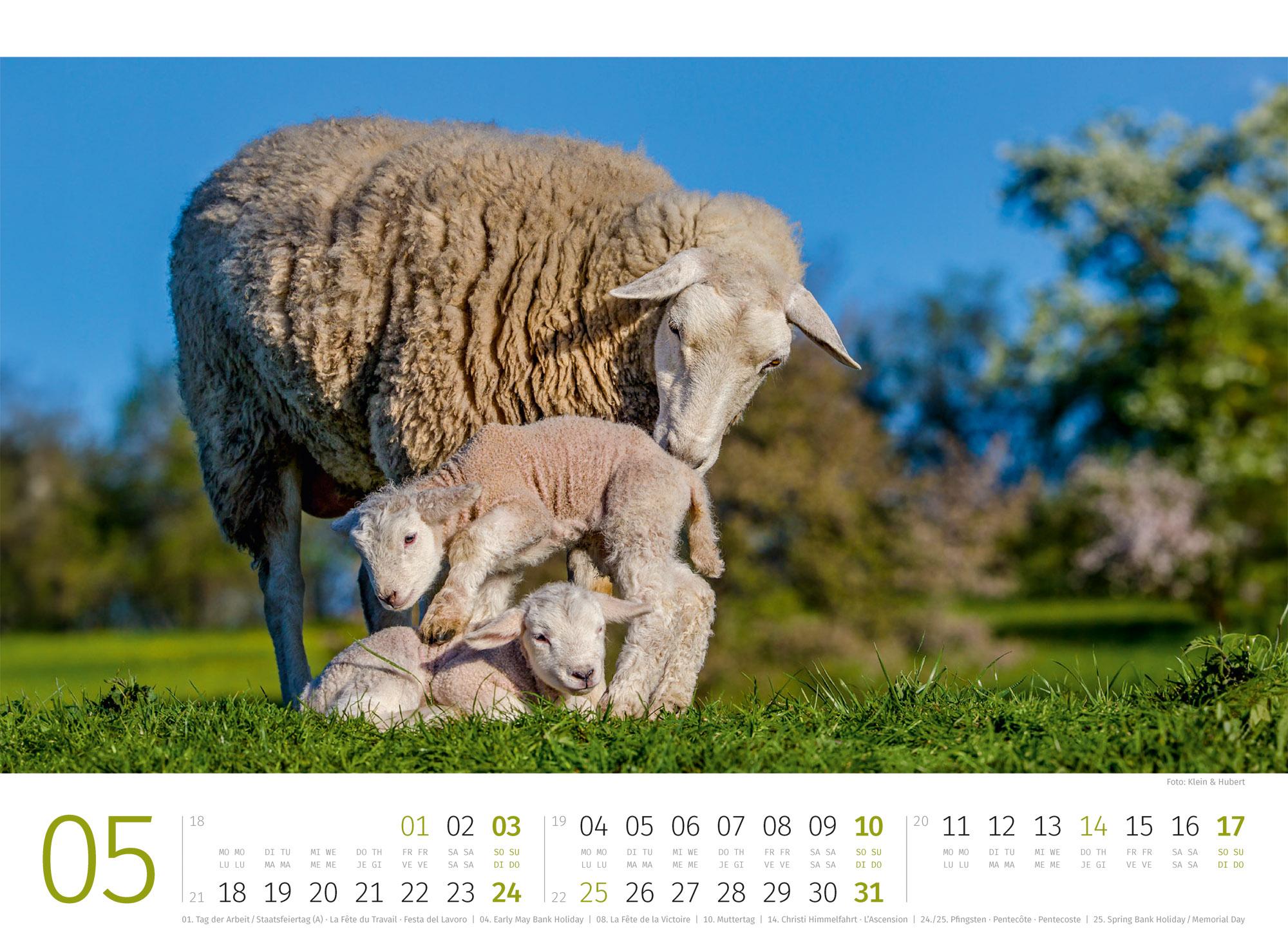 Beispielinhalt (Bild) Schafe Kalender 2026