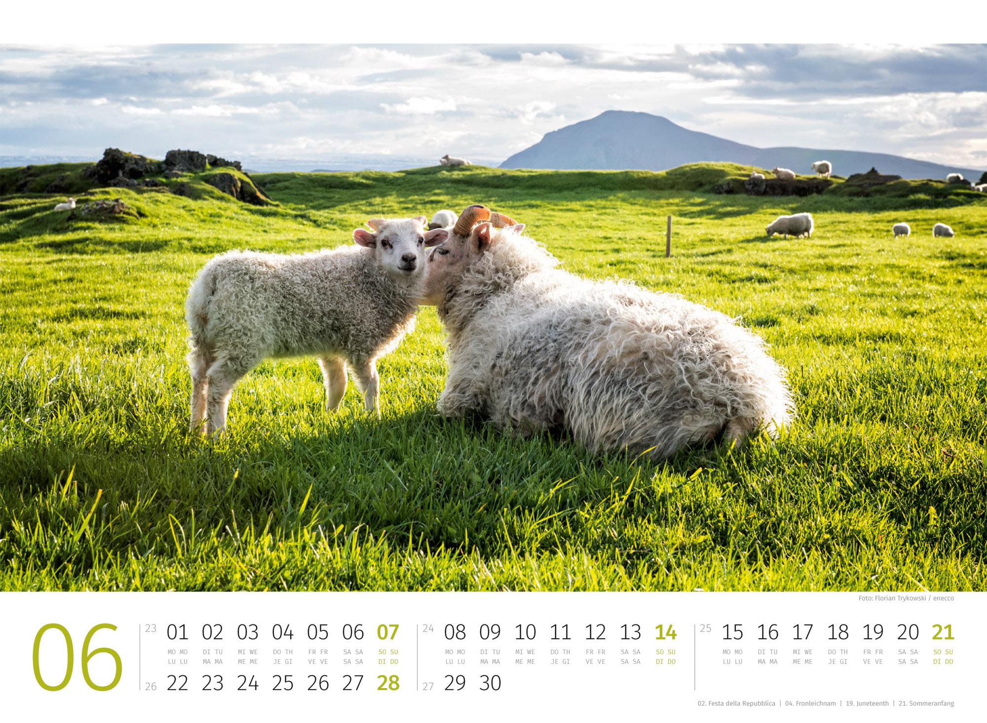 Beispielinhalt (Bild) Schafe Kalender 2026