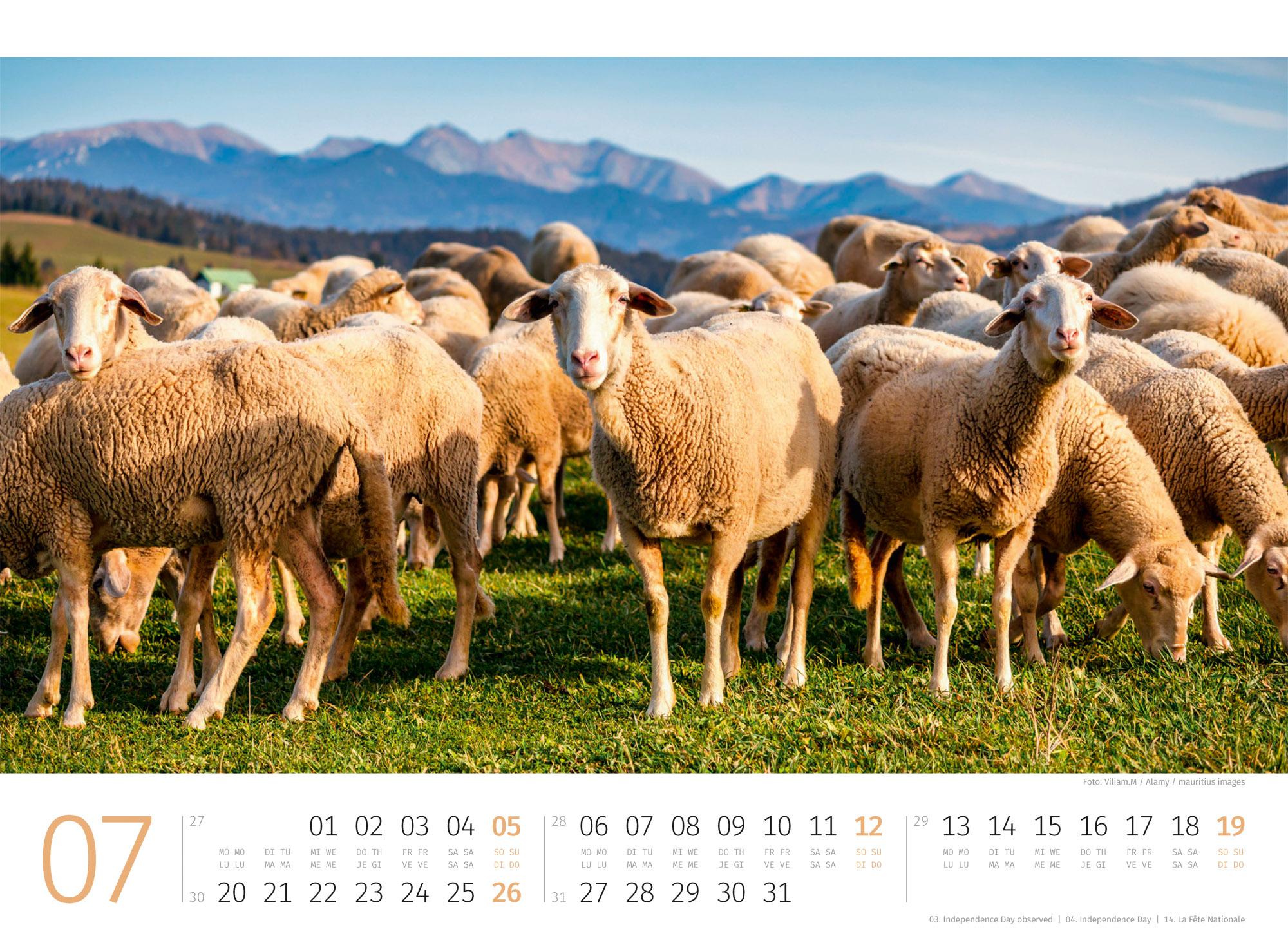 Beispielinhalt (Bild) Schafe Kalender 2026