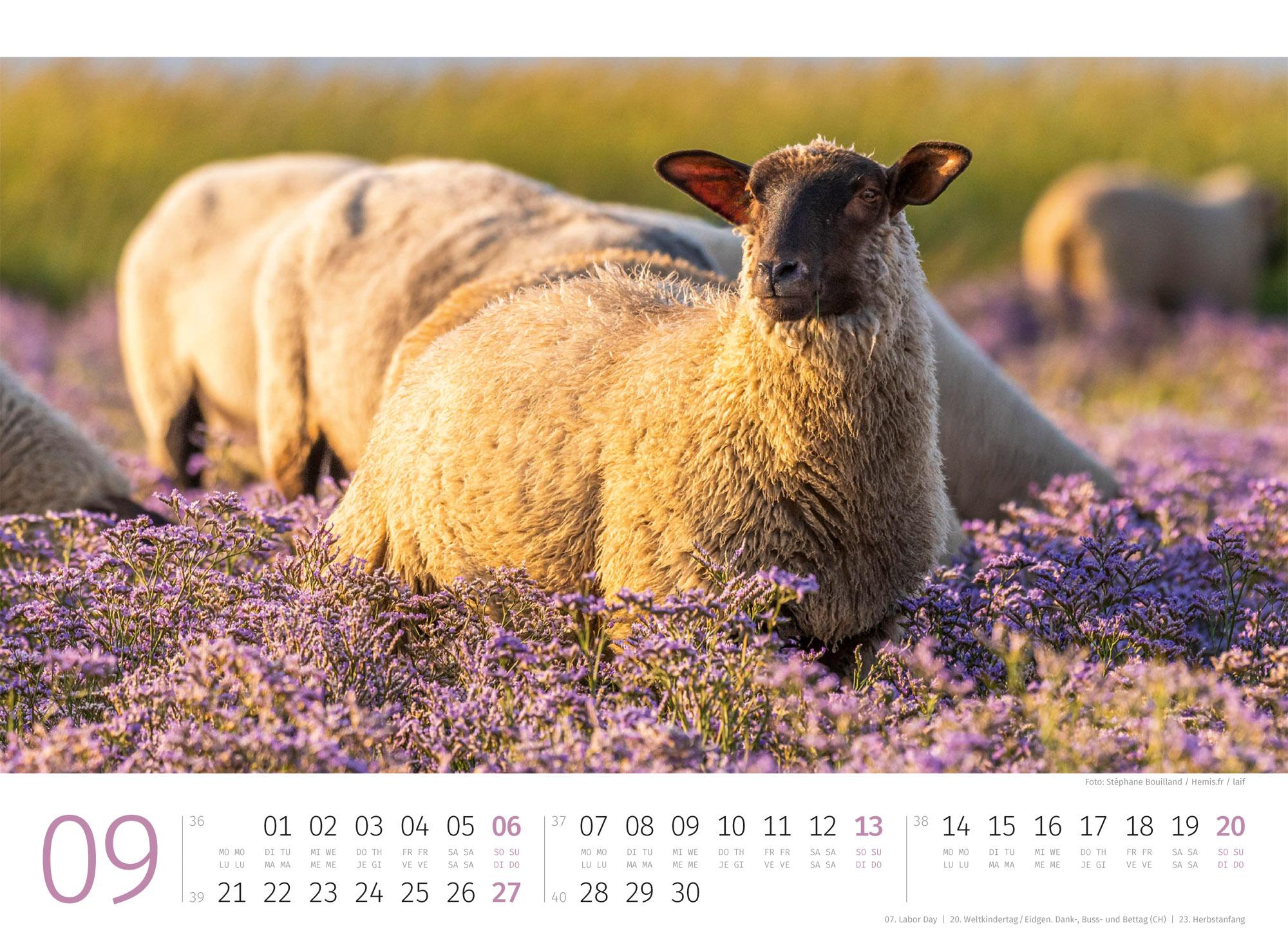 Beispielinhalt (Bild) Schafe Kalender 2026