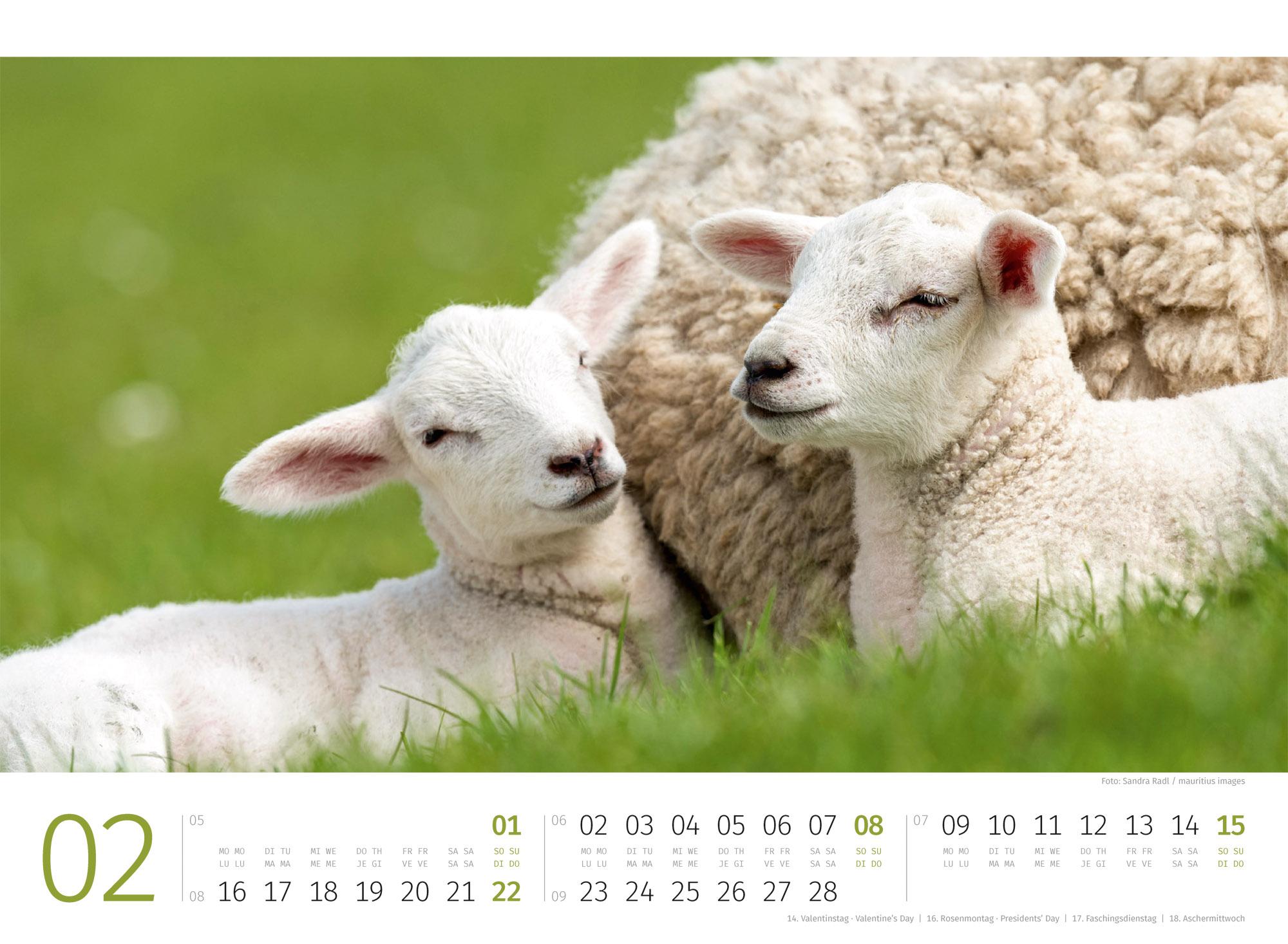 Beispielinhalt (Bild) Schafe Kalender 2026