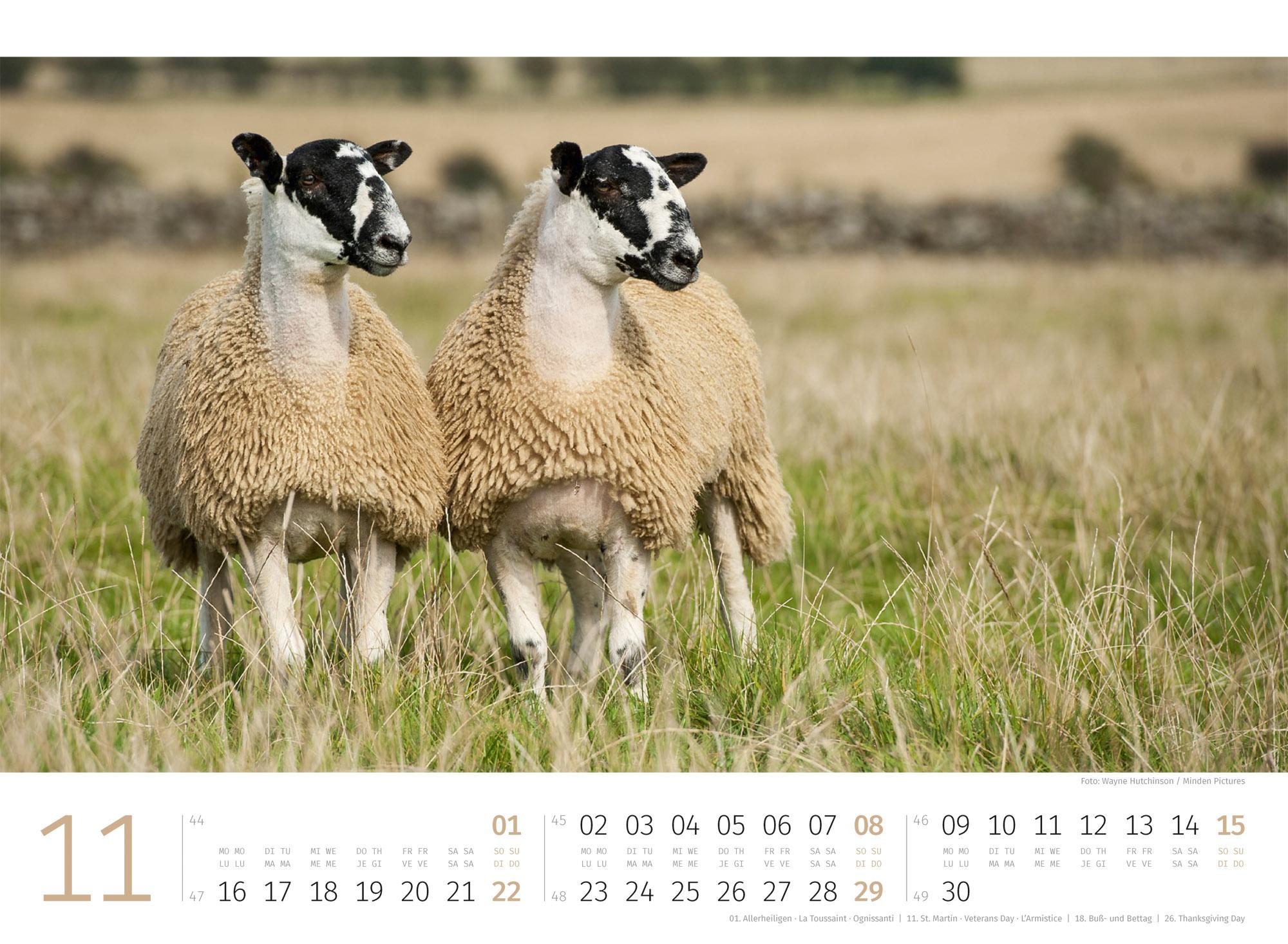 Beispielinhalt (Bild) Schafe Kalender 2026