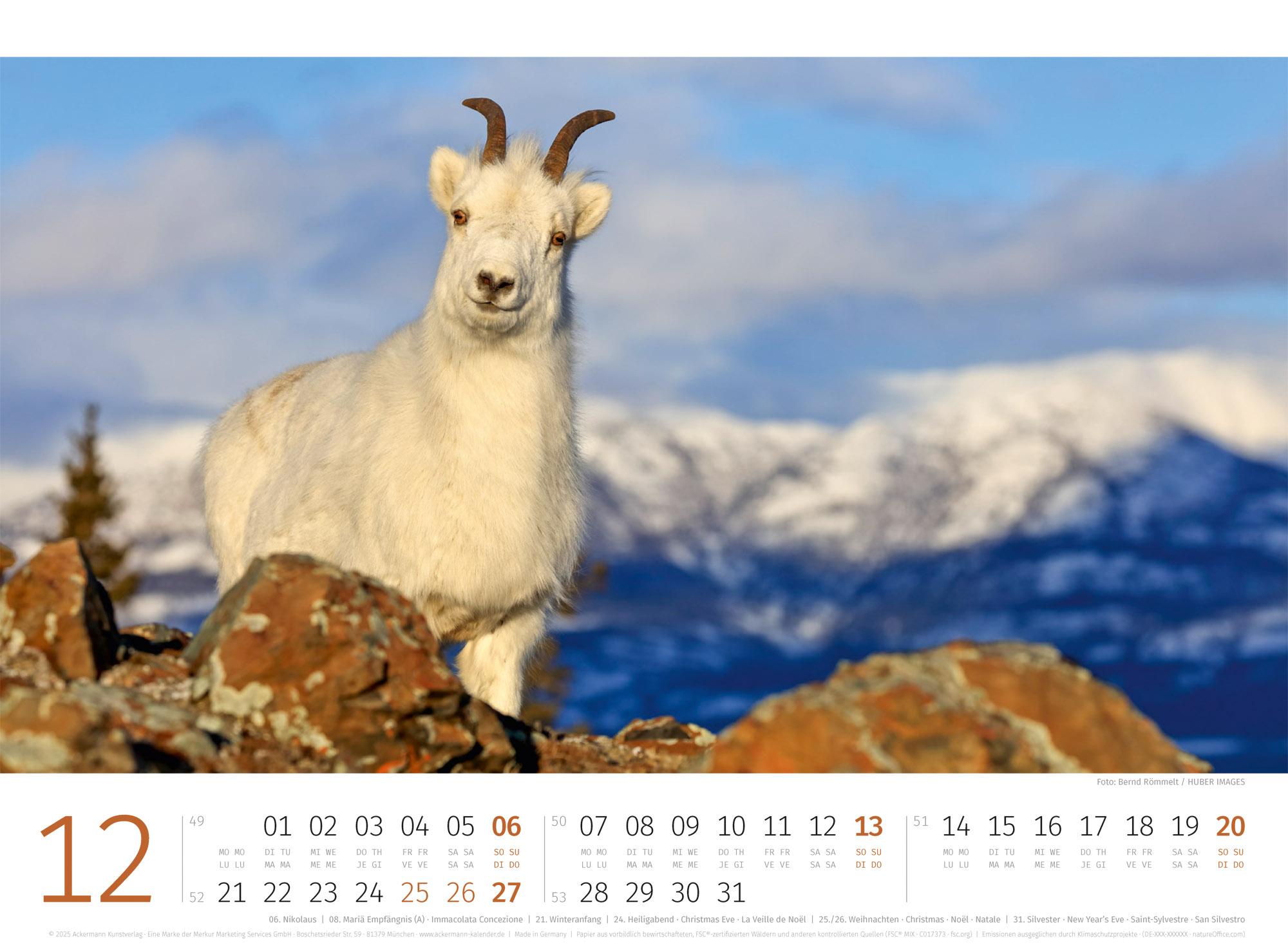 Beispielinhalt (Bild) Schafe Kalender 2026