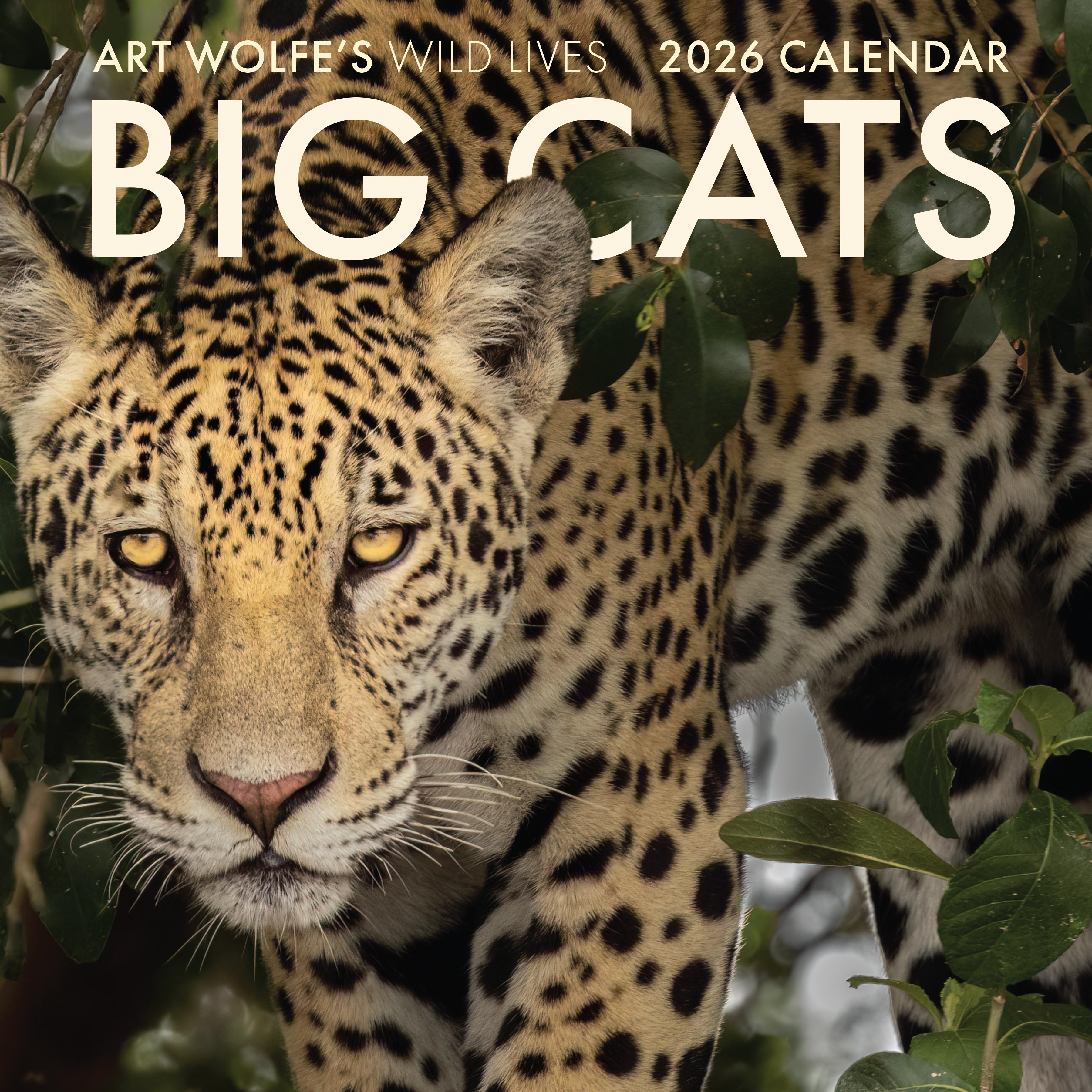Vorderes Coverbild 2026 Big Cats Wall Calendar