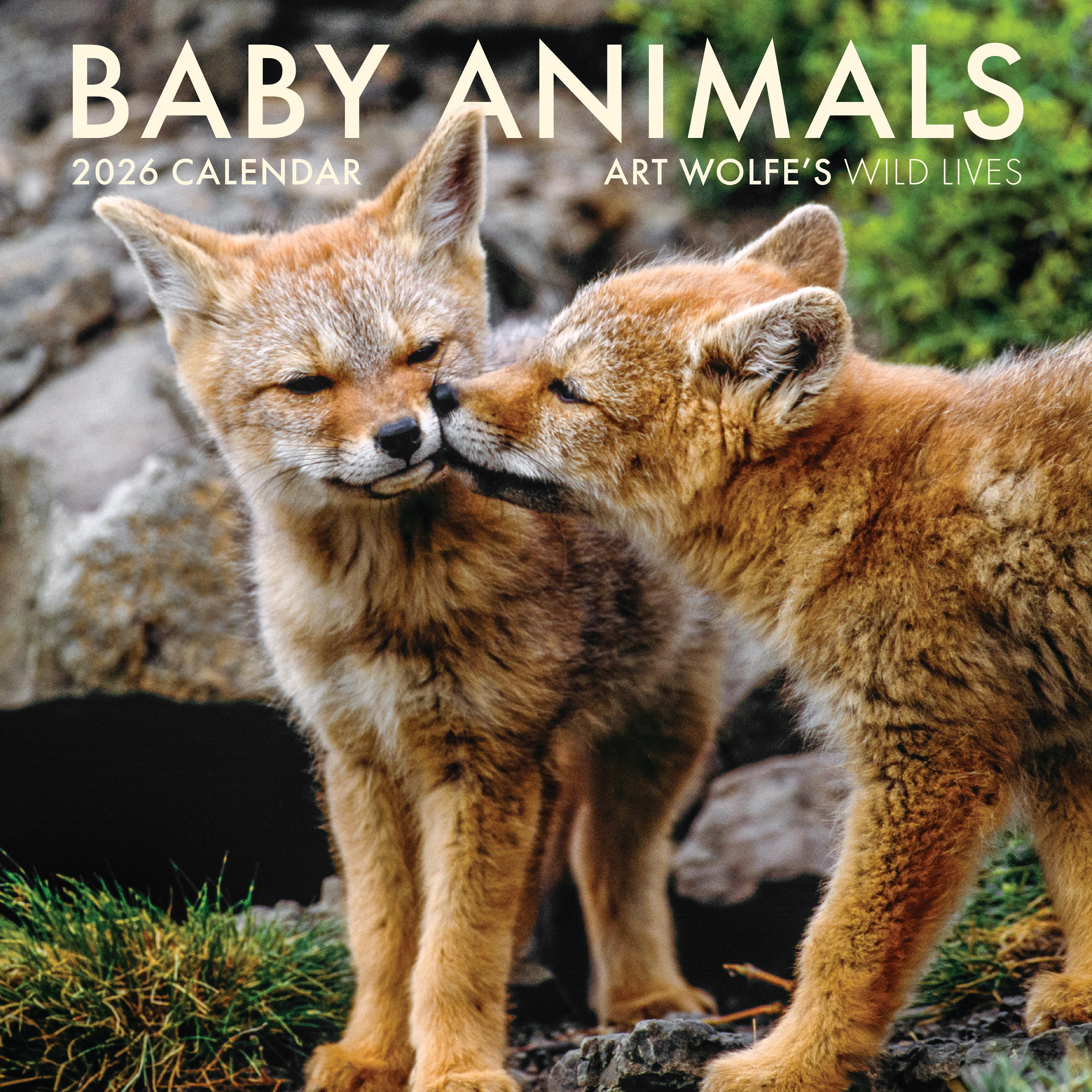 Vorderes Coverbild 2026 Baby Animals Wall Calendar