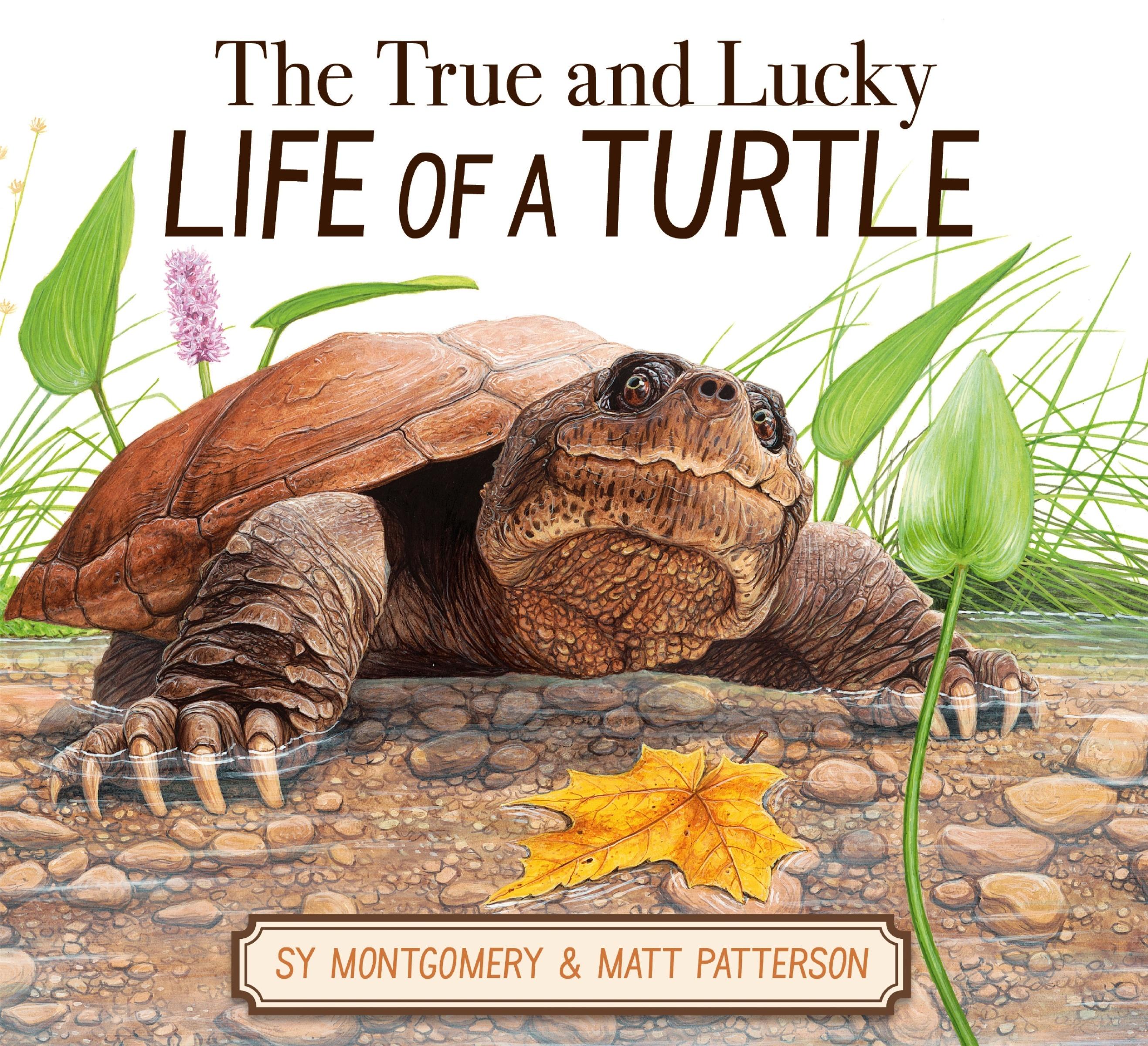 Vorderes Coverbild The True and Lucky Life of a Turtle