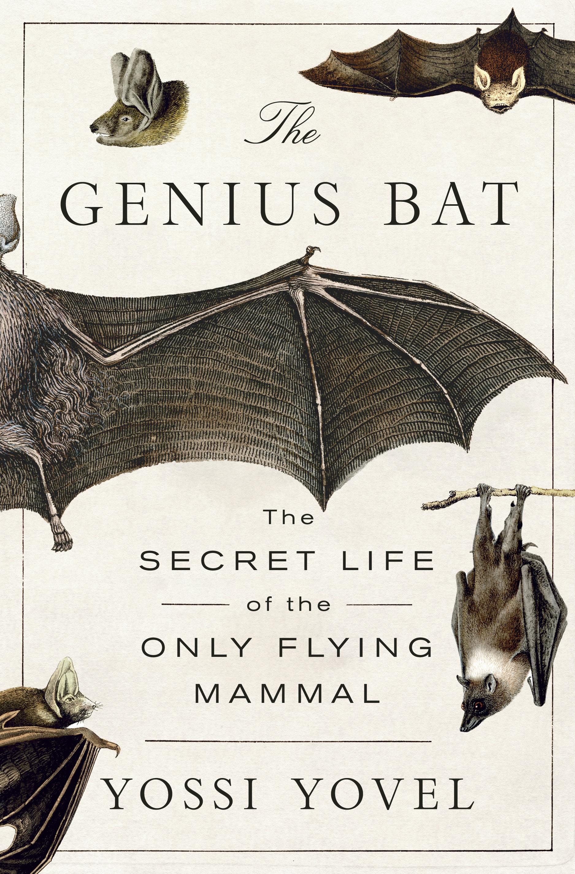 Vorderes Coverbild The Genius Bat