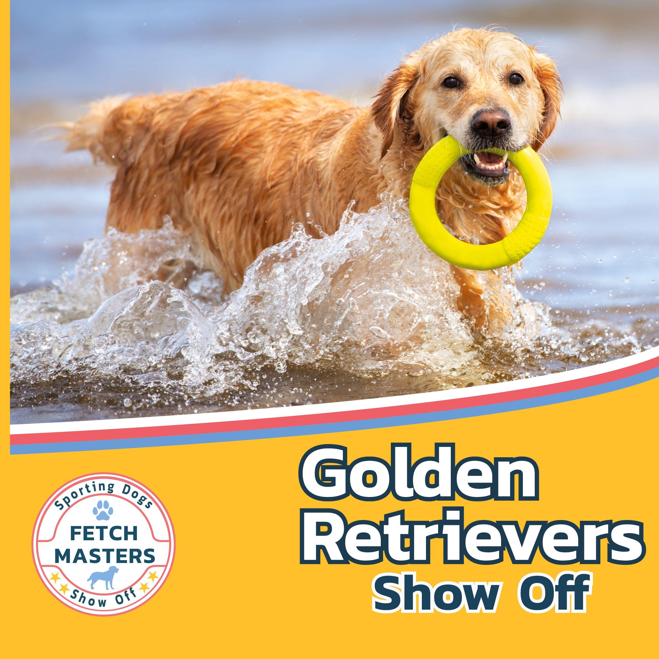 Vorderes Coverbild Golden Retrievers Show Off