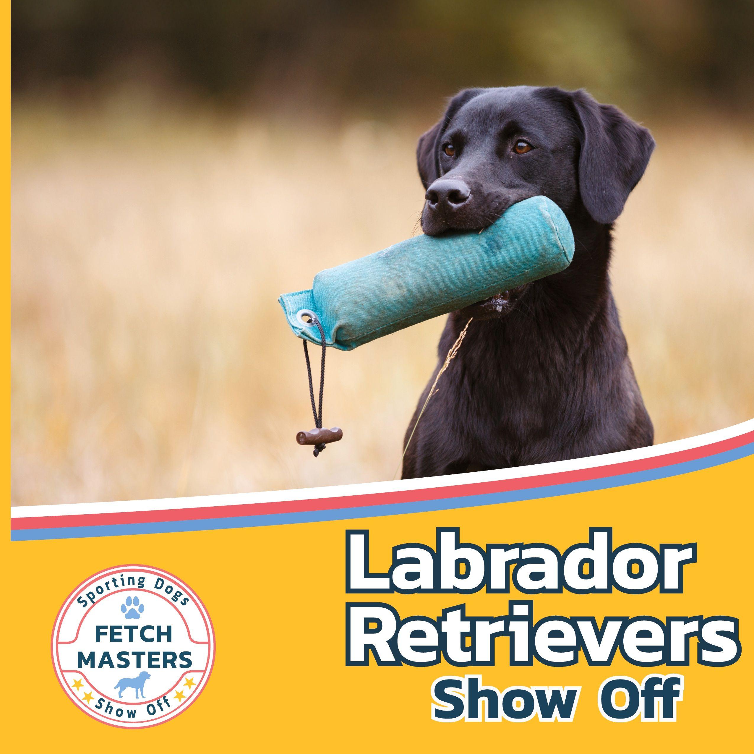 Vorderes Coverbild Labrador Retrievers Show Off