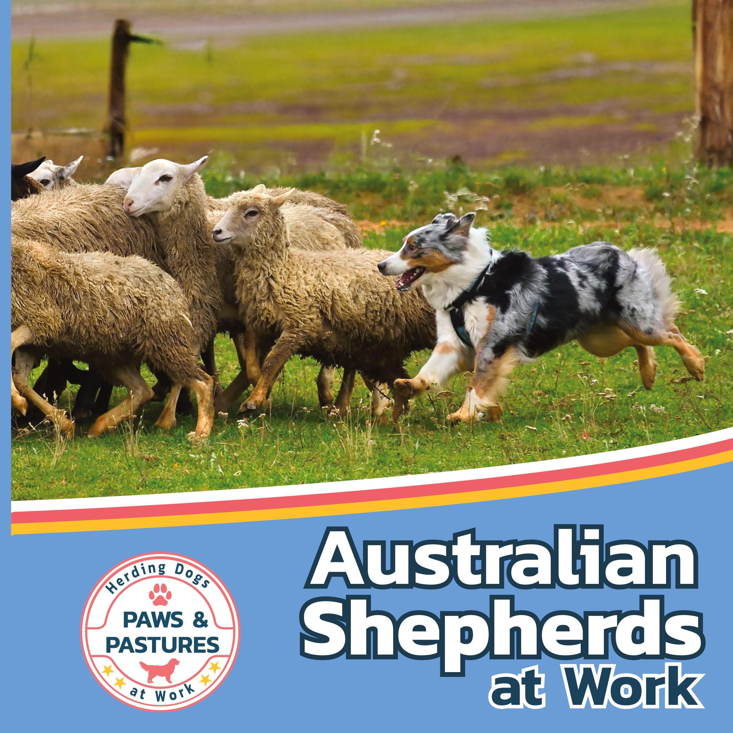Vorderes Coverbild Australian Shepherds at Work
