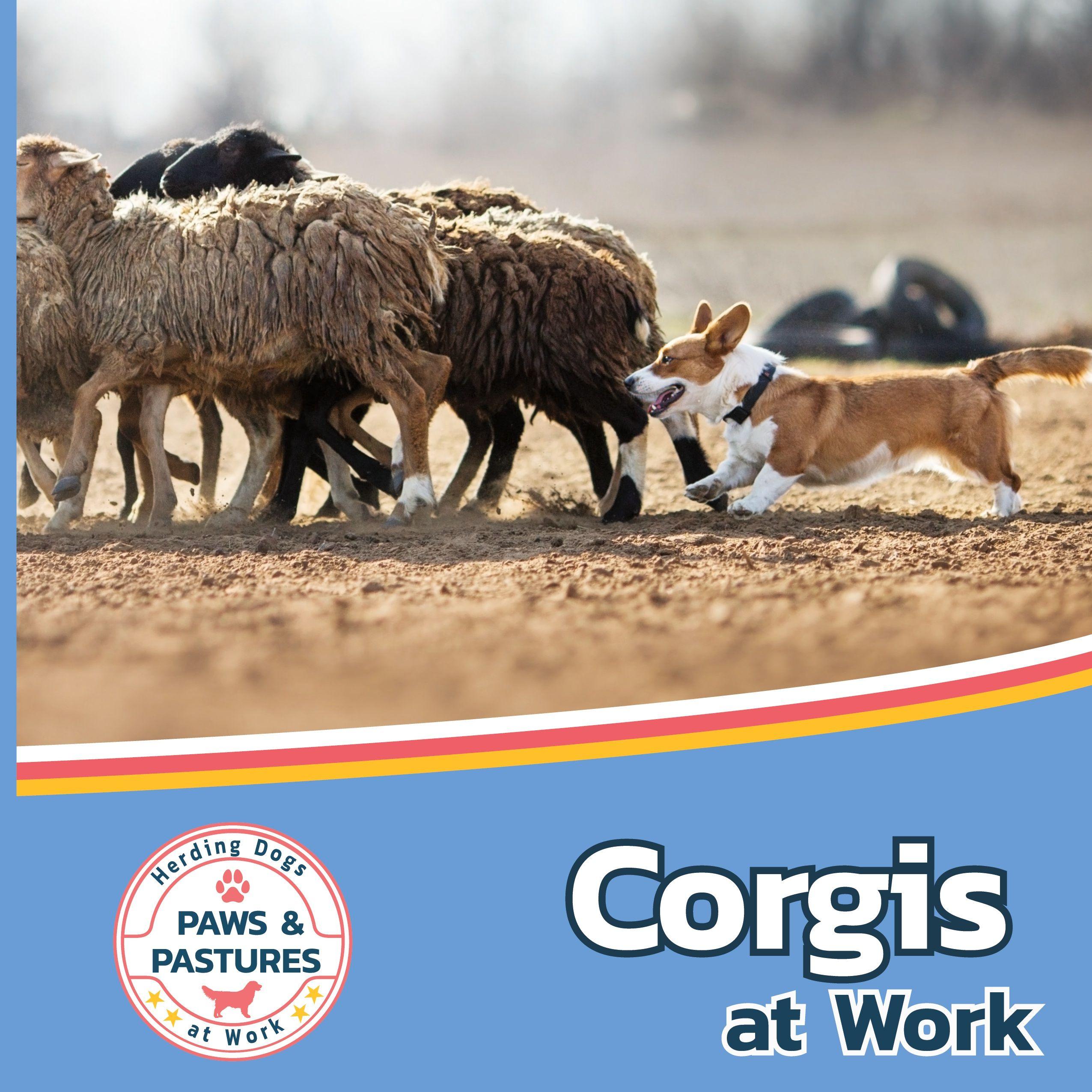 Vorderes Coverbild Corgis at Work