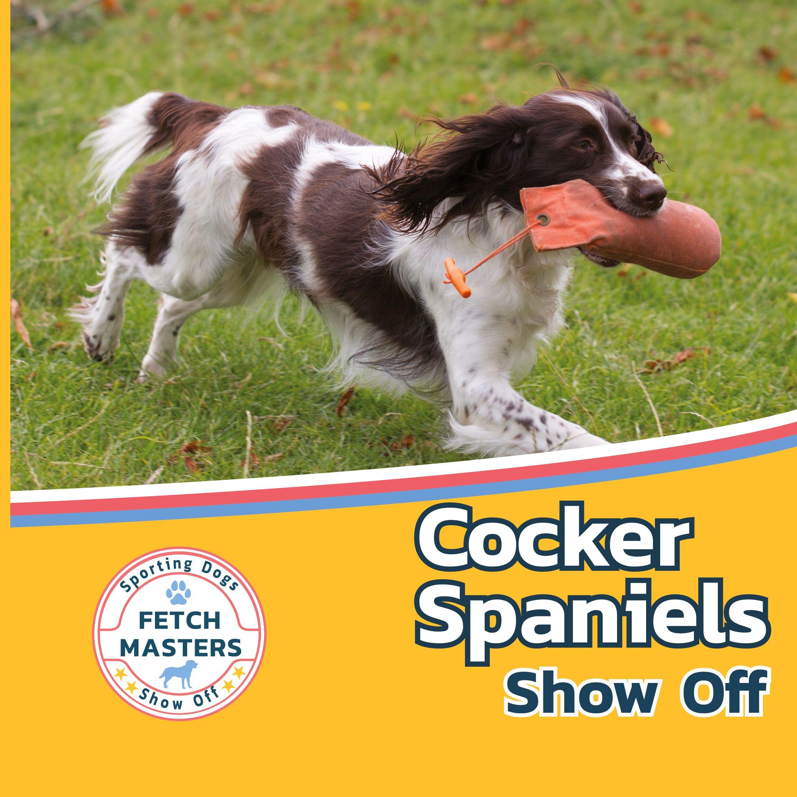 Vorderes Coverbild Cocker Spaniels Show Off