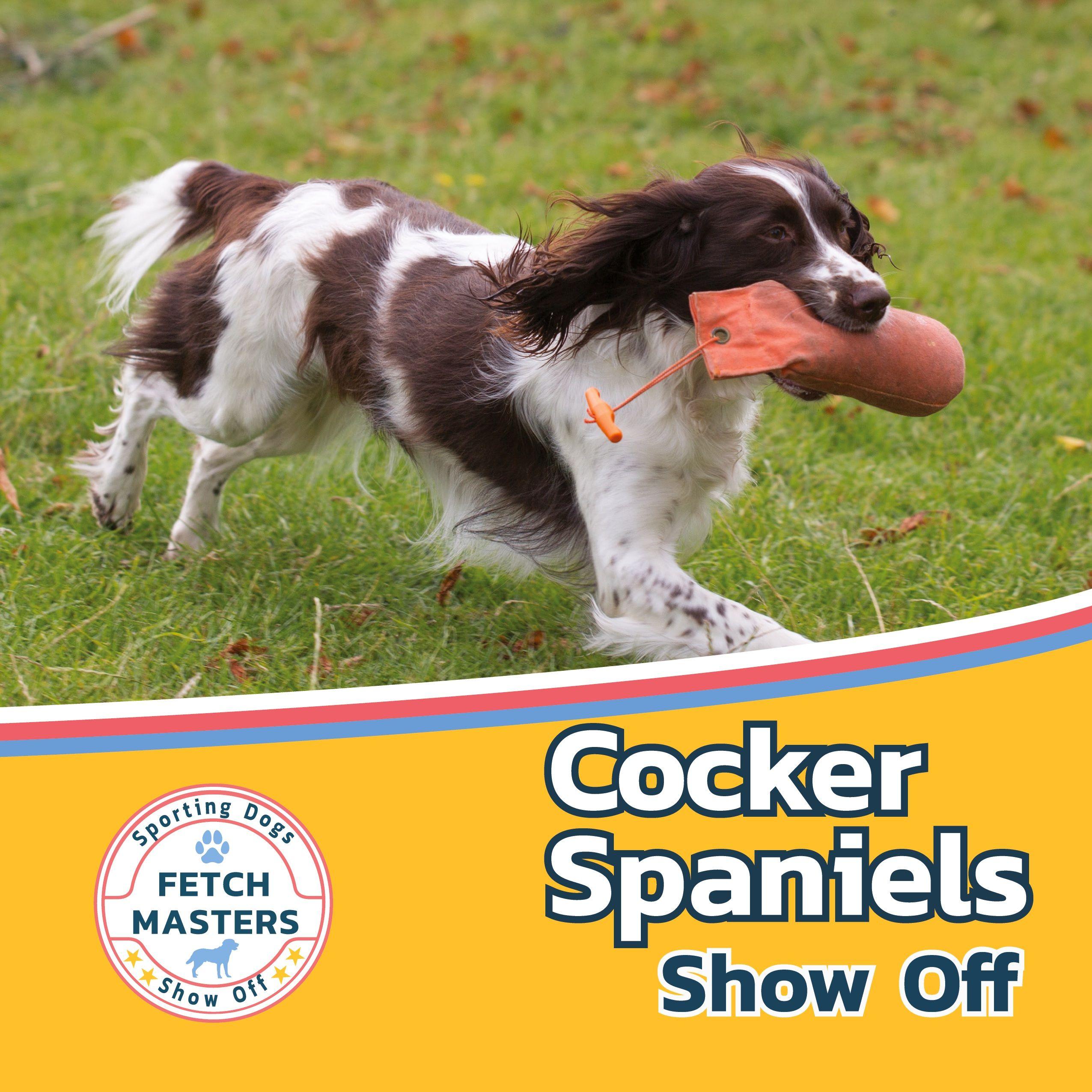 Vorderes Coverbild Cocker Spaniels Show Off